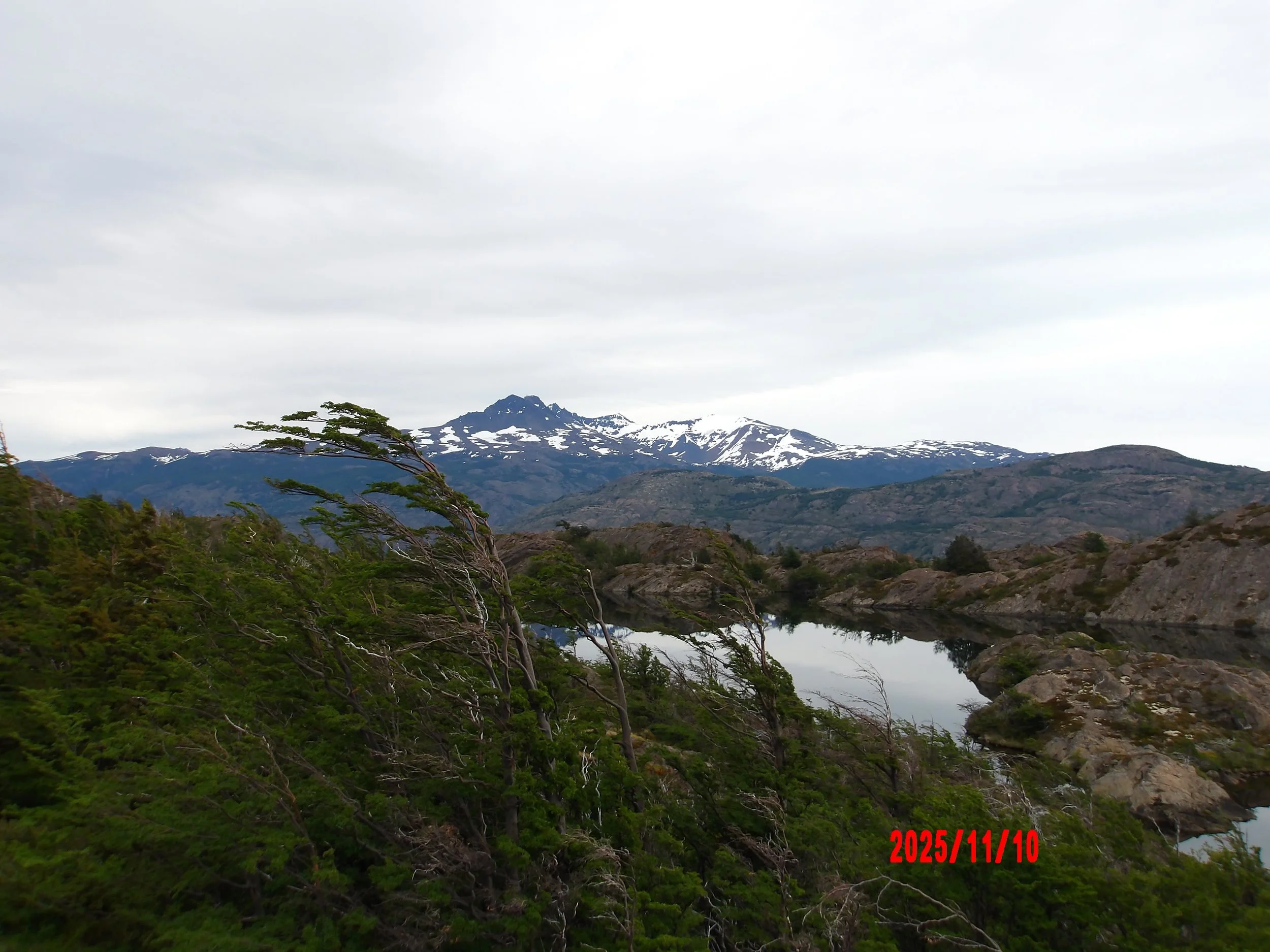 Árboles golpeados por el viento y glaciar al fondo en Torres del Paine, Patagonia, Chile.