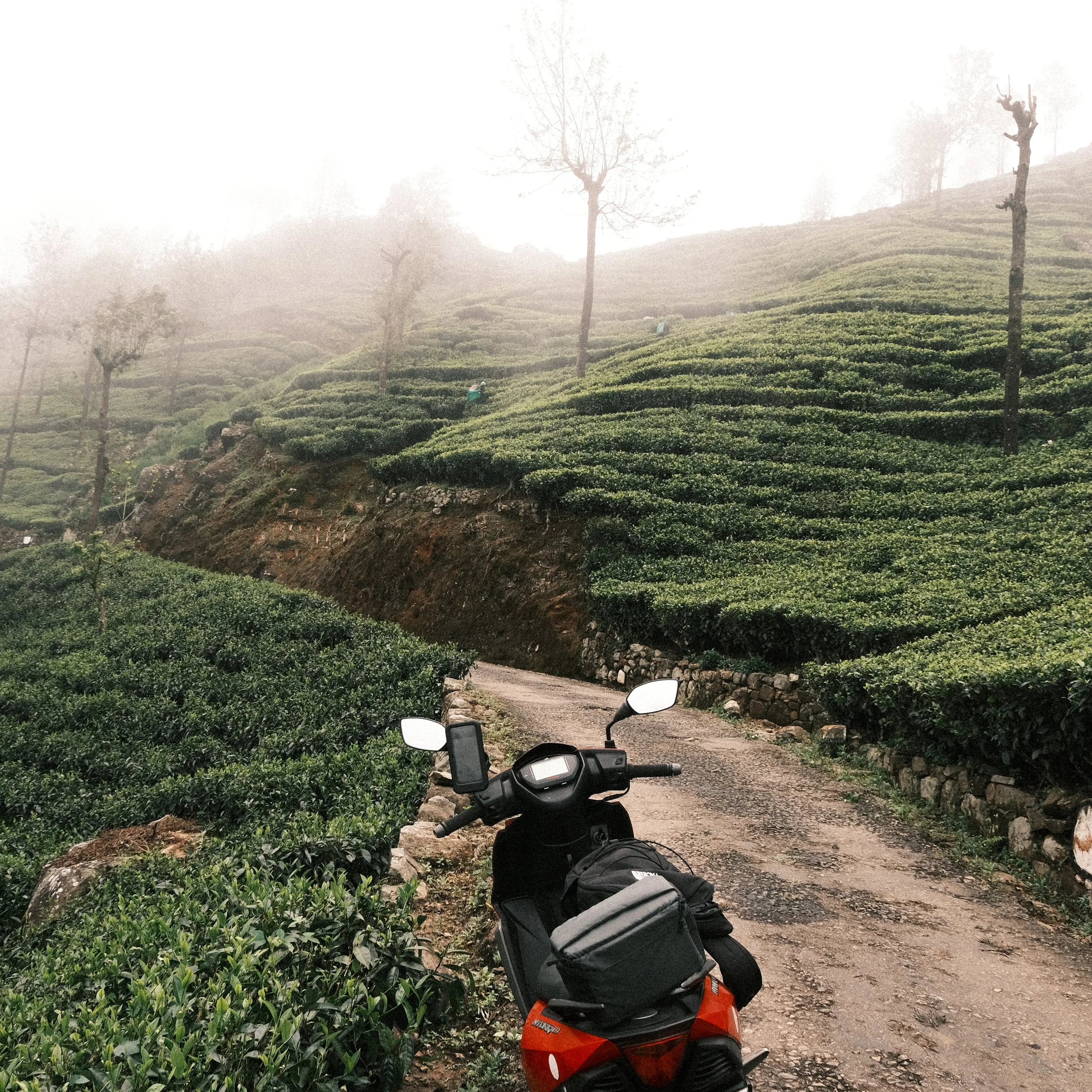 Moto en un paisaje con campos de té en Sri Lanka