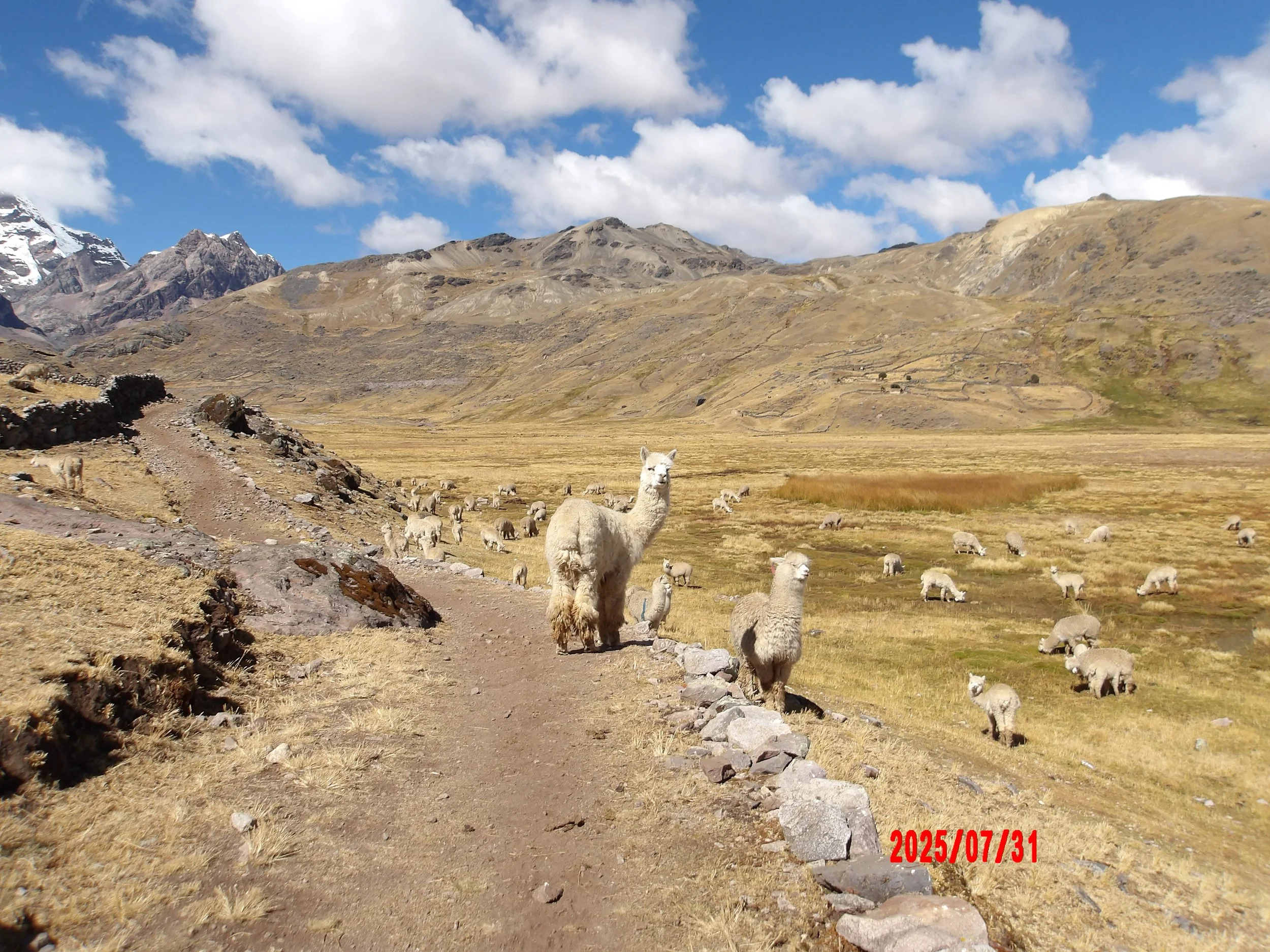 Sendero en el trek de Ausangate con alpacas en el camino