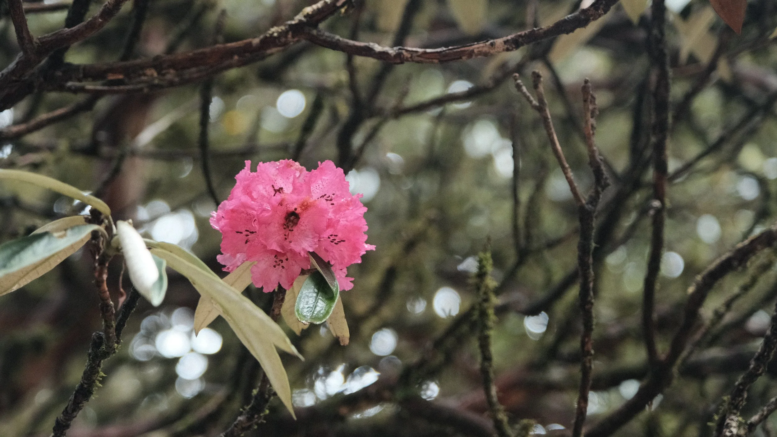Rododendro floreciendo.