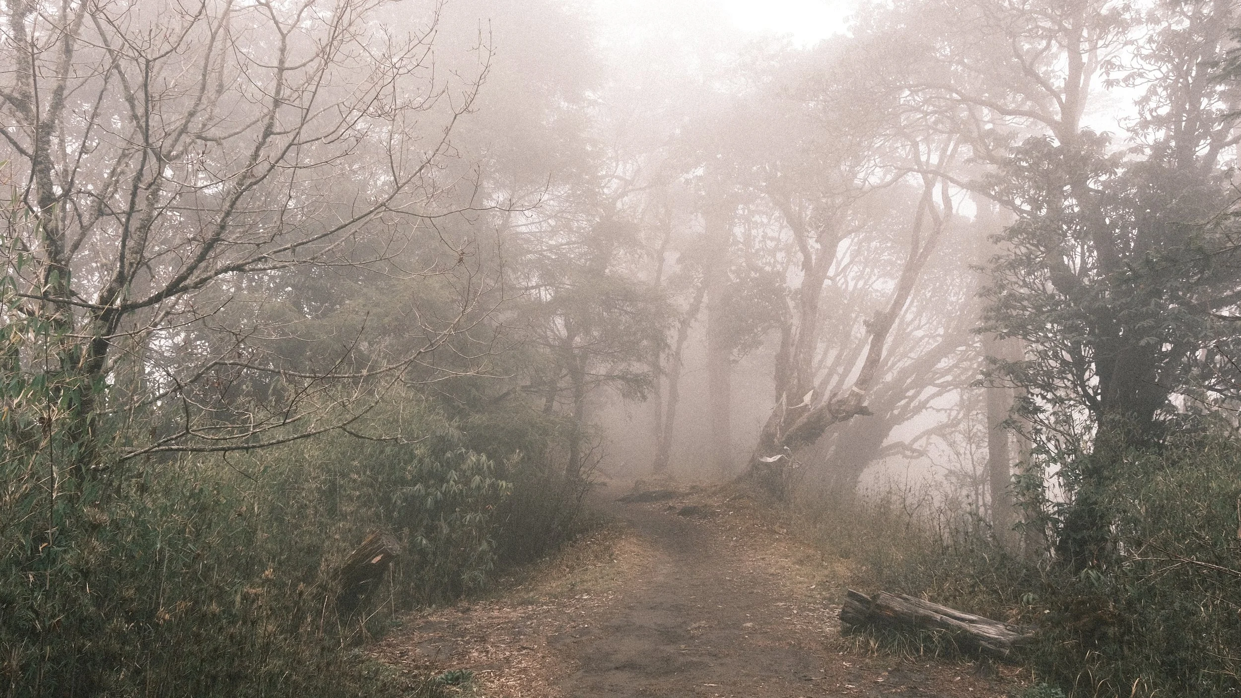 Camino en el bosque, con neblina.