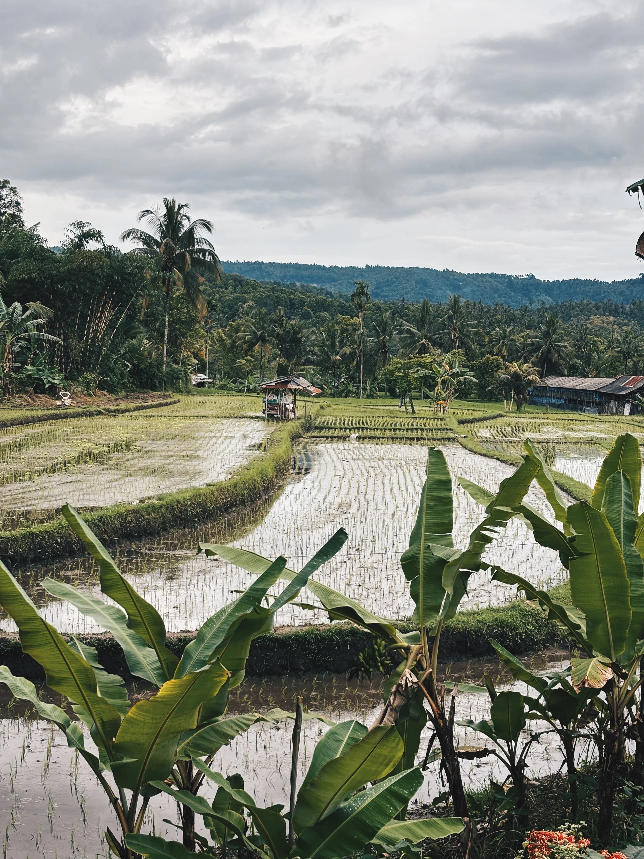 Terrazas de arroz en Bali.