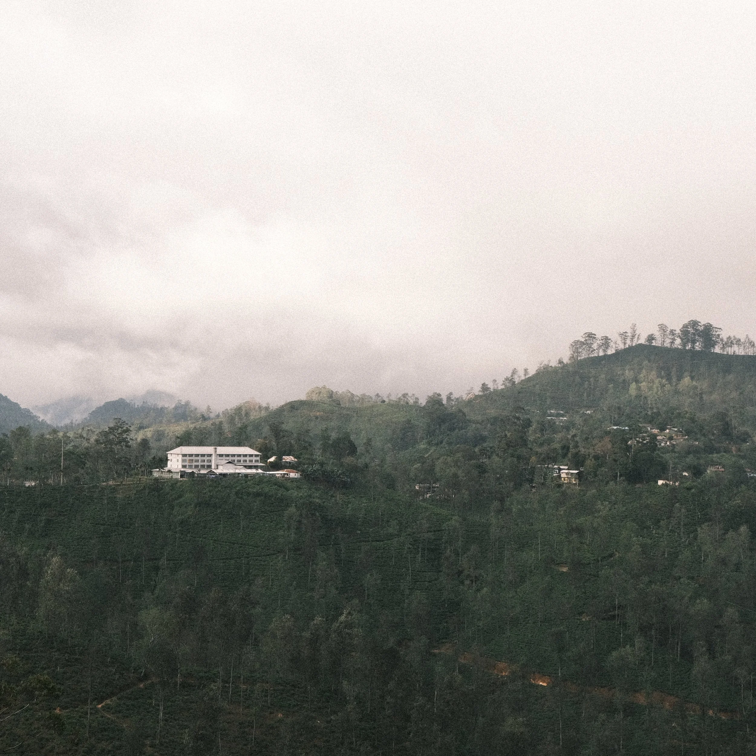Vista de cultivos de té desde Little Adams Peak en Ella Sri Lanka