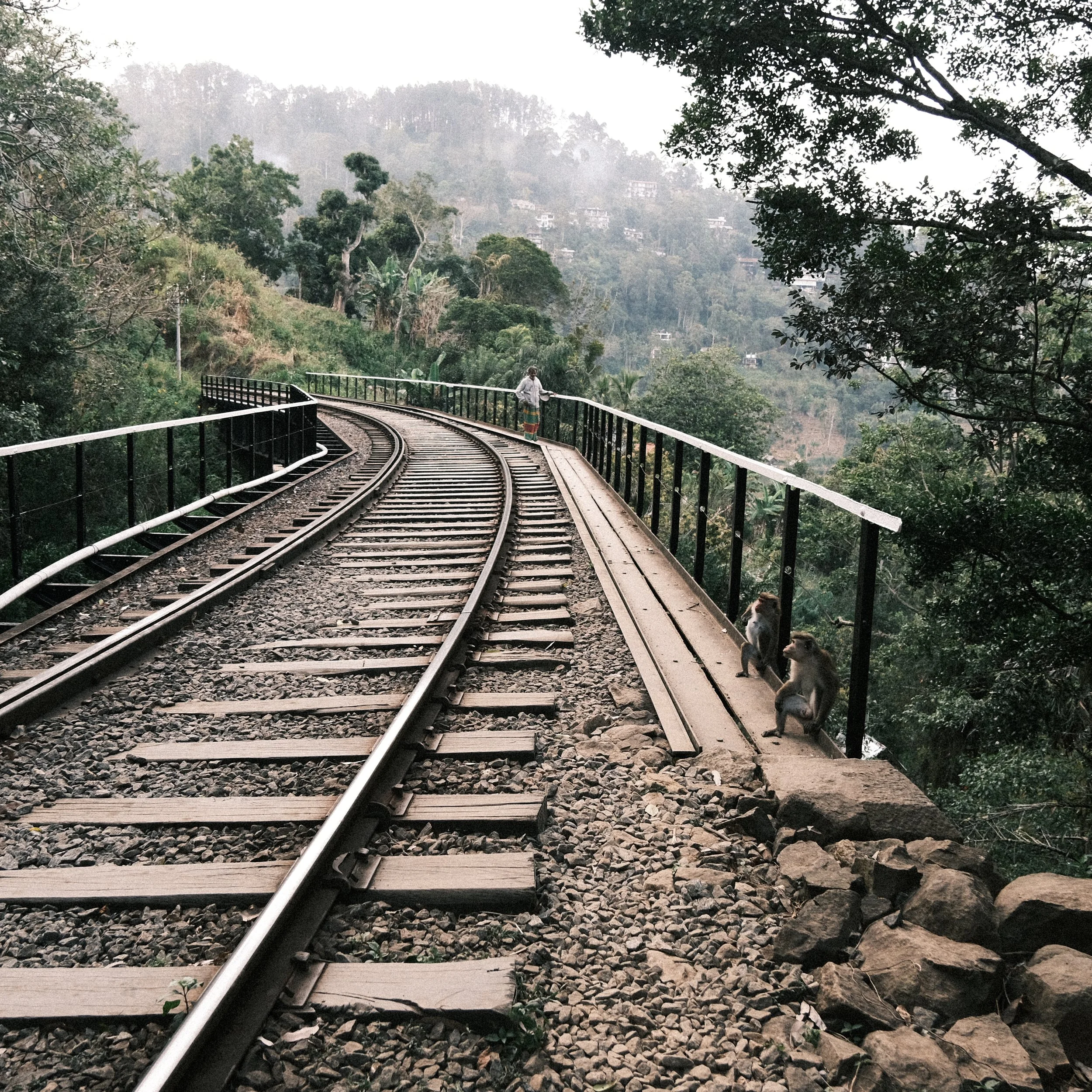 Monos en la vía del tren en Sri Lanka