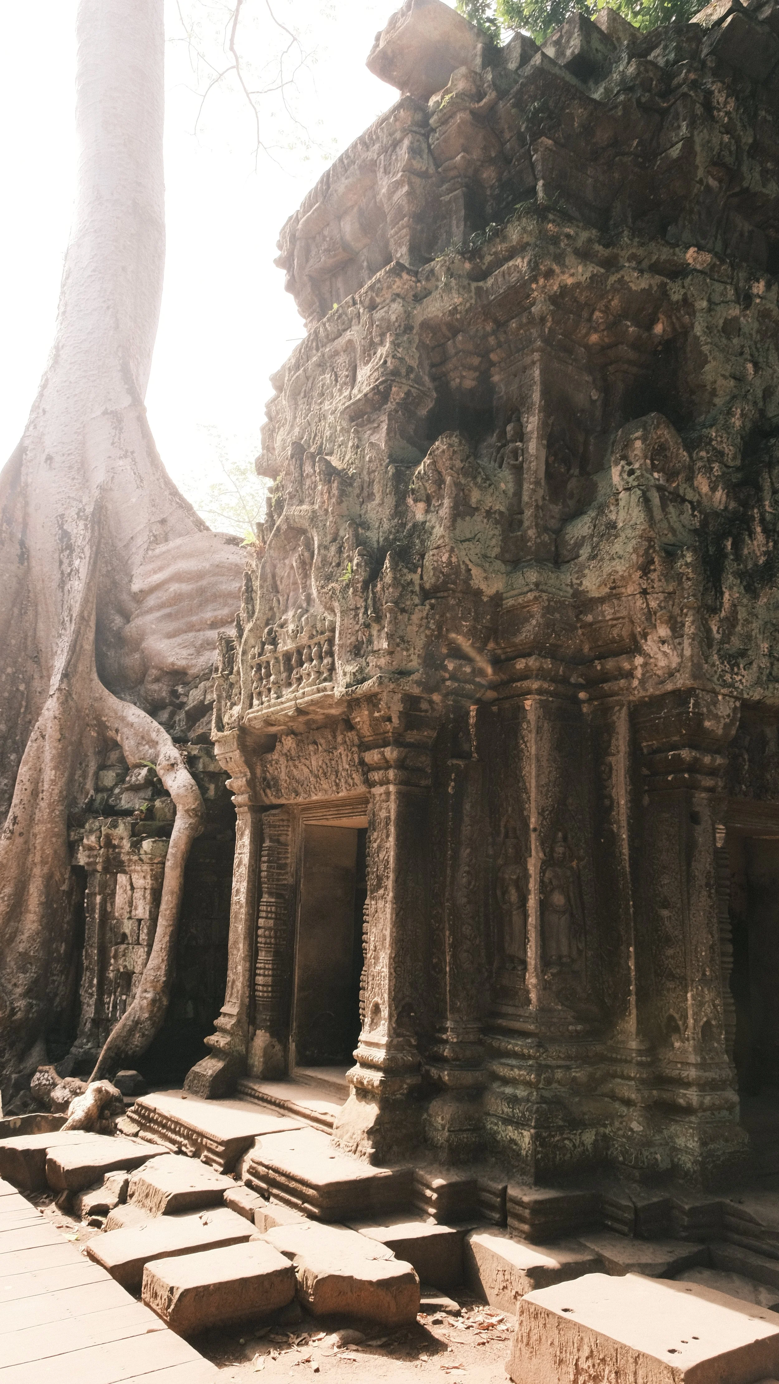 Parte del templo de Angkor Wat con un árbol creciendo entre las ruinas