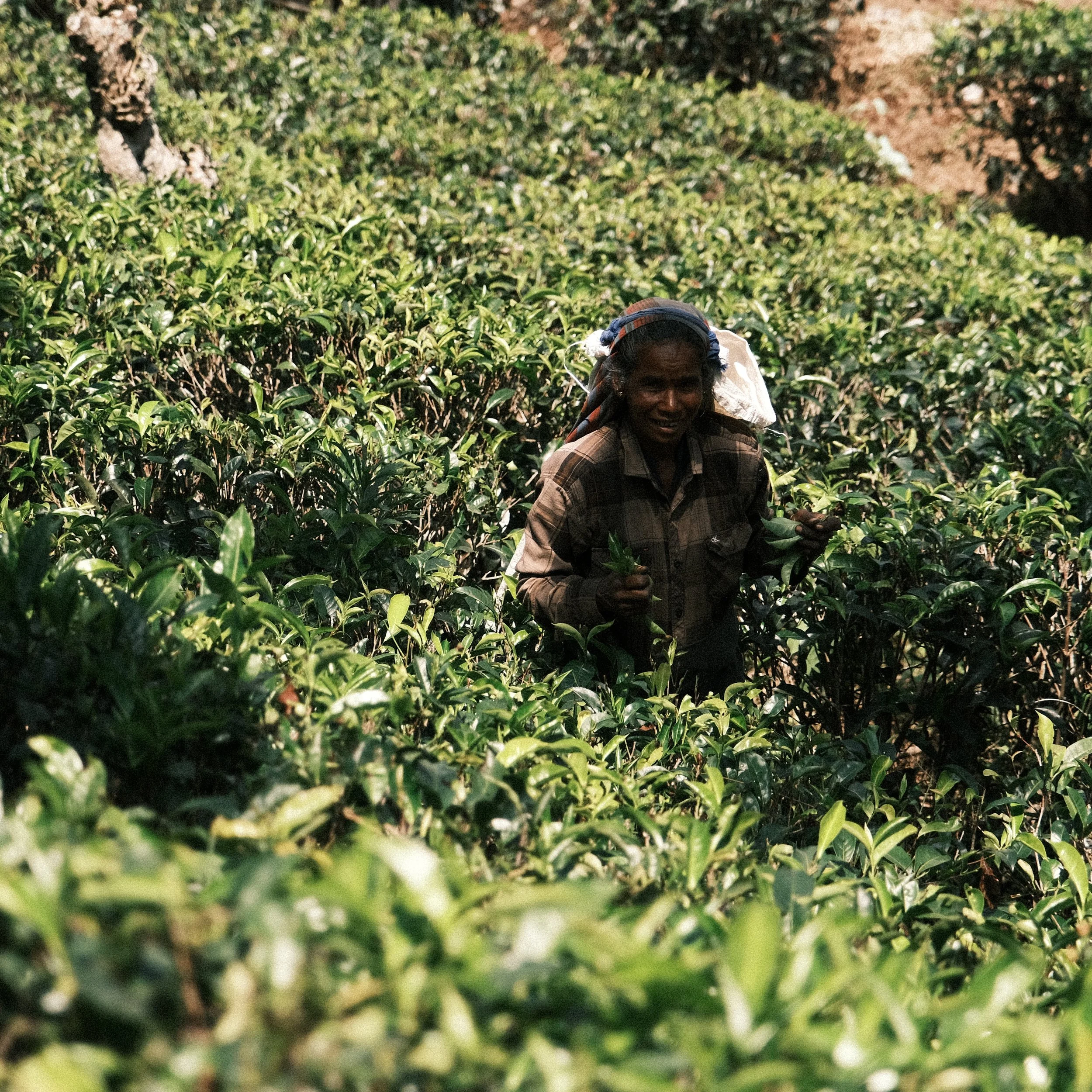 Mujer recolectando té en Sri Lanka