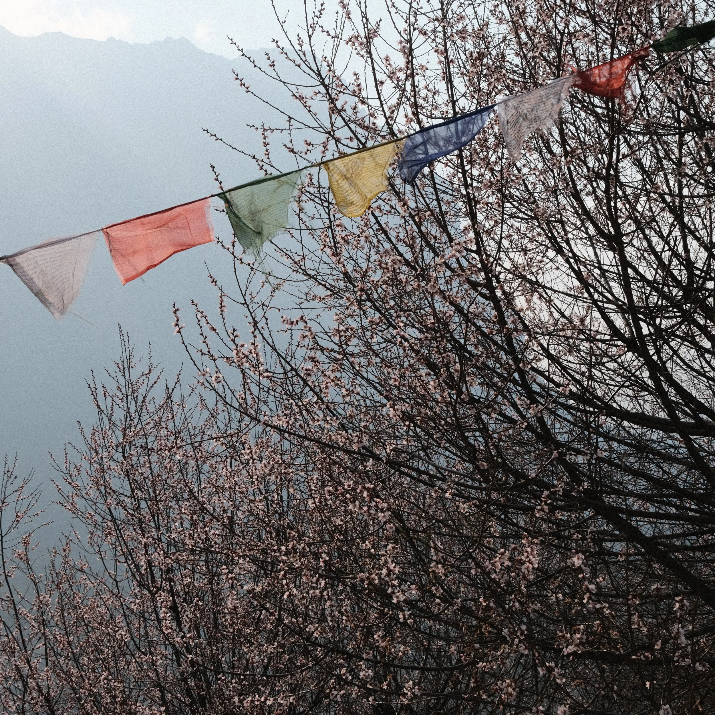 Banderas de oración y árbol de cerezo en flor.