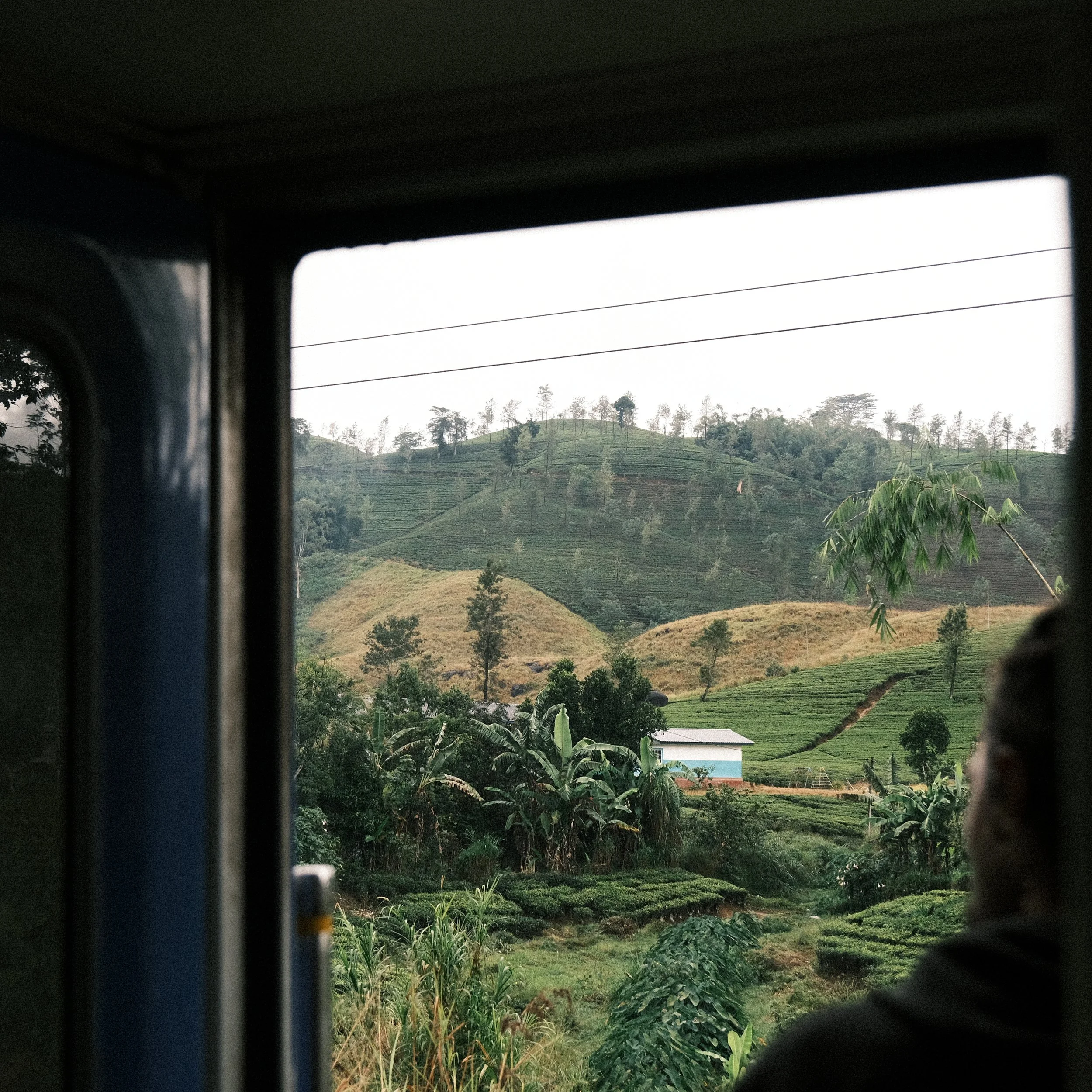 Cultivo de té en Sri Lanka desde el tren entre Ella y Kandy