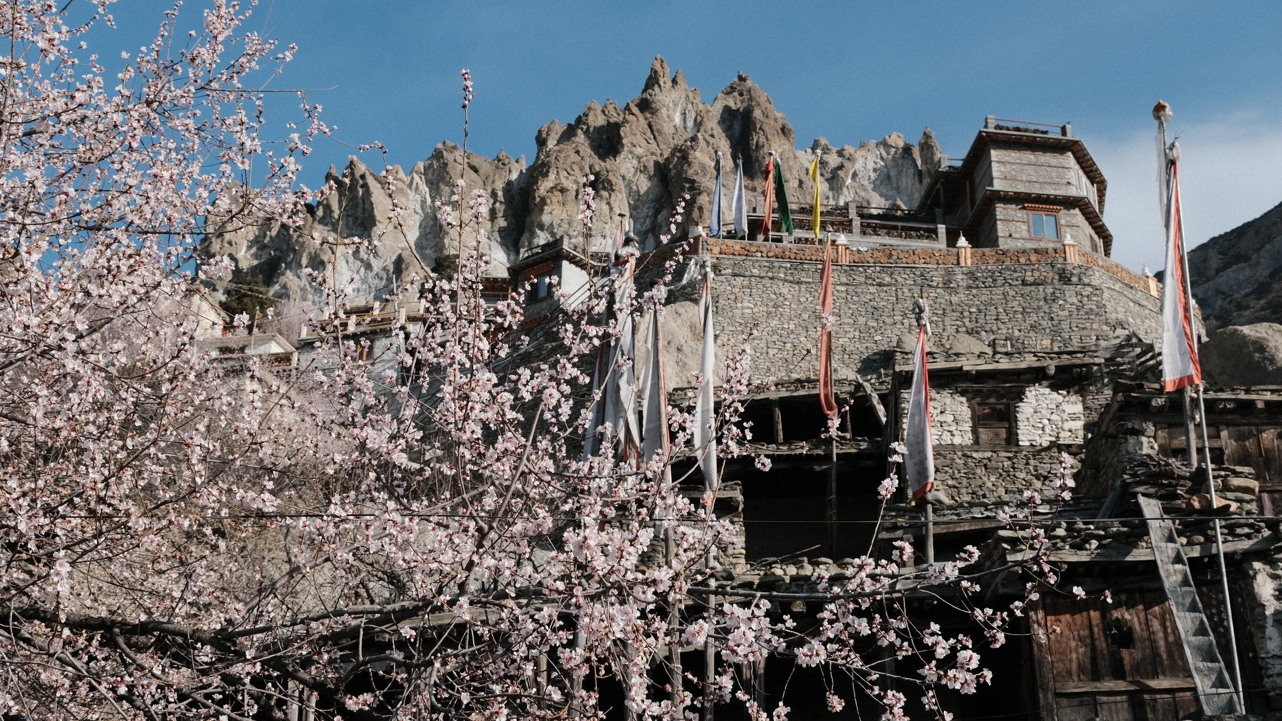 Templo budista con arboles de cerezo en flor.