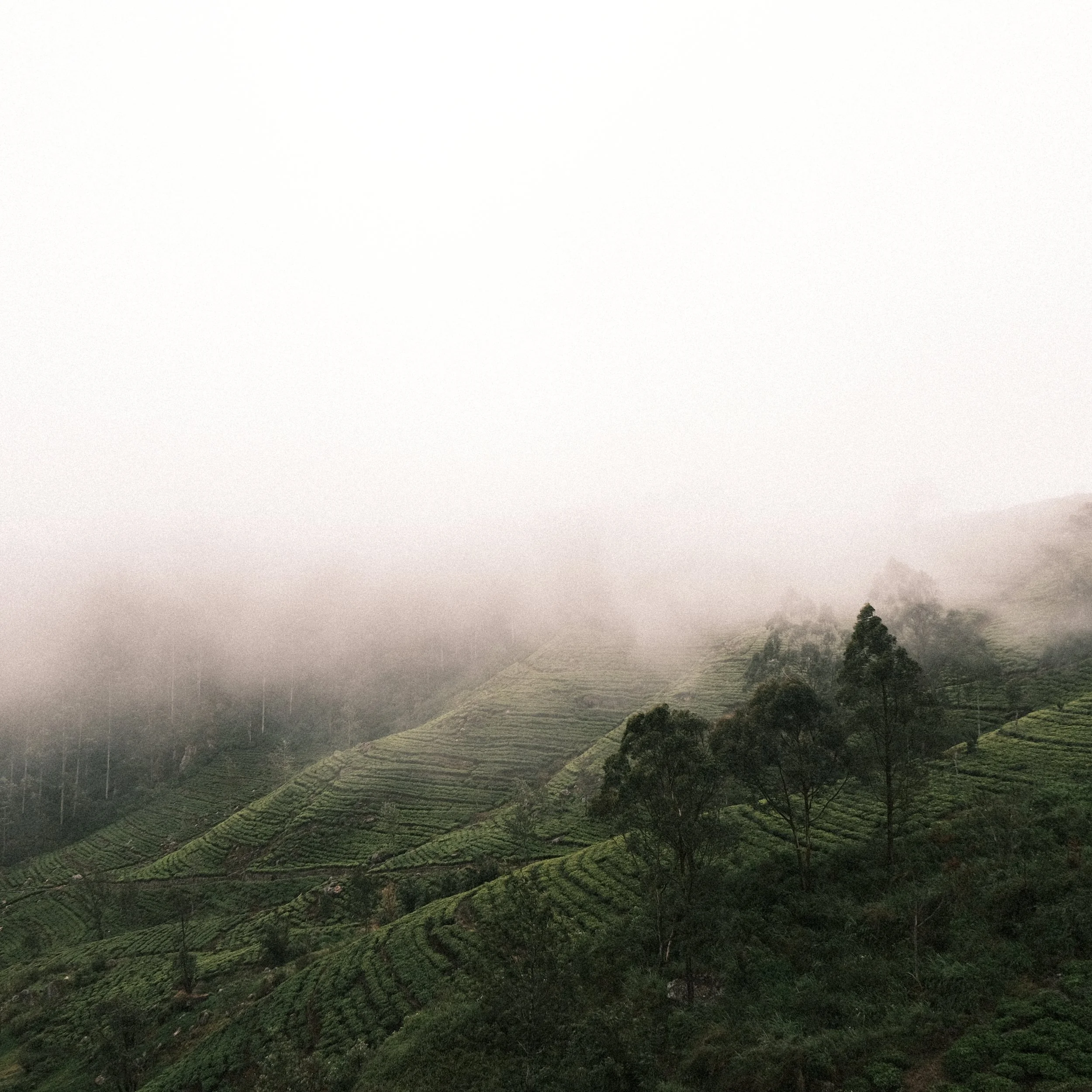 Campo de té con neblina en Sri Lanka