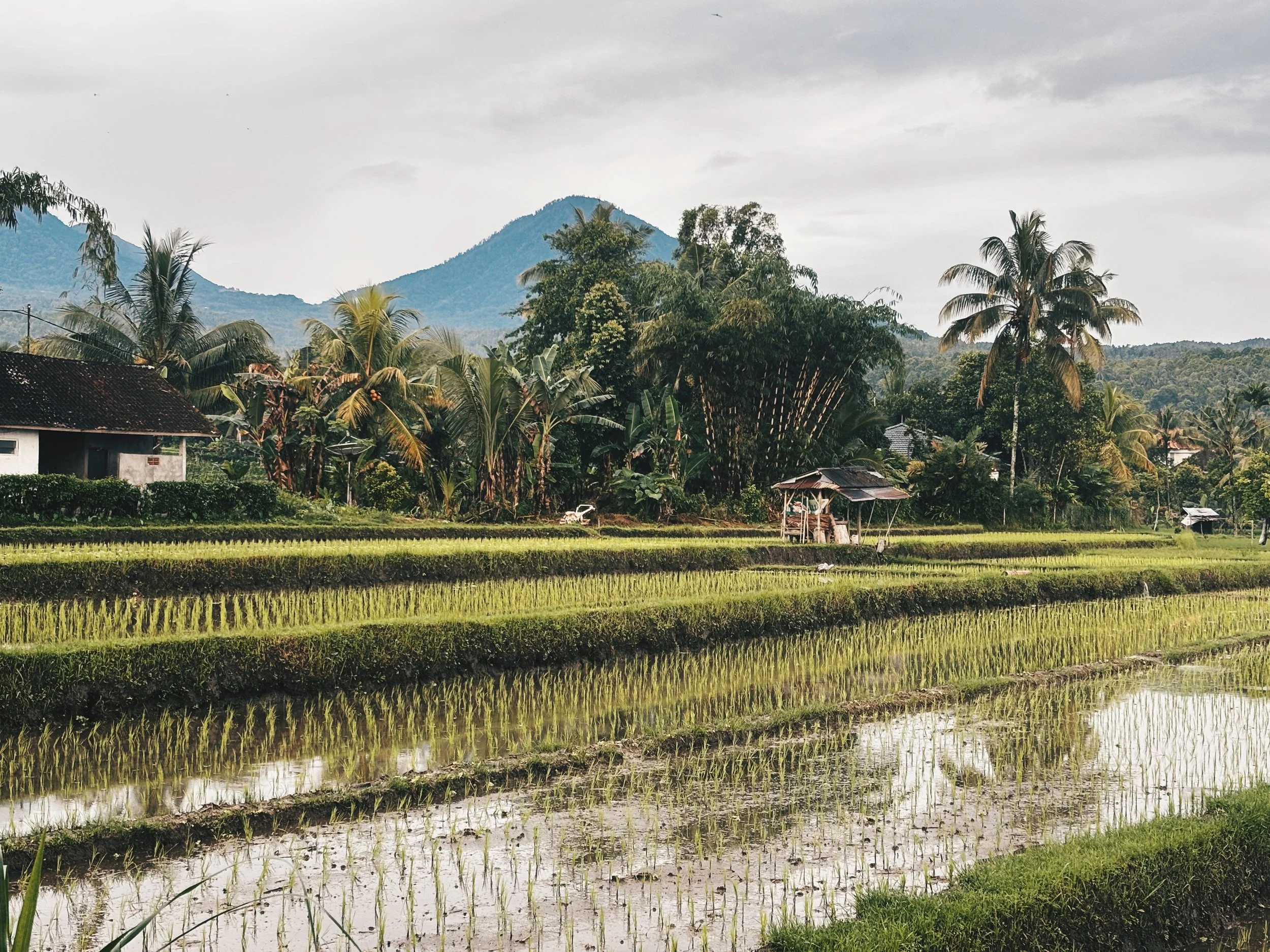 Cultivo de arroz tradicional con volcán al fondo en Bali.