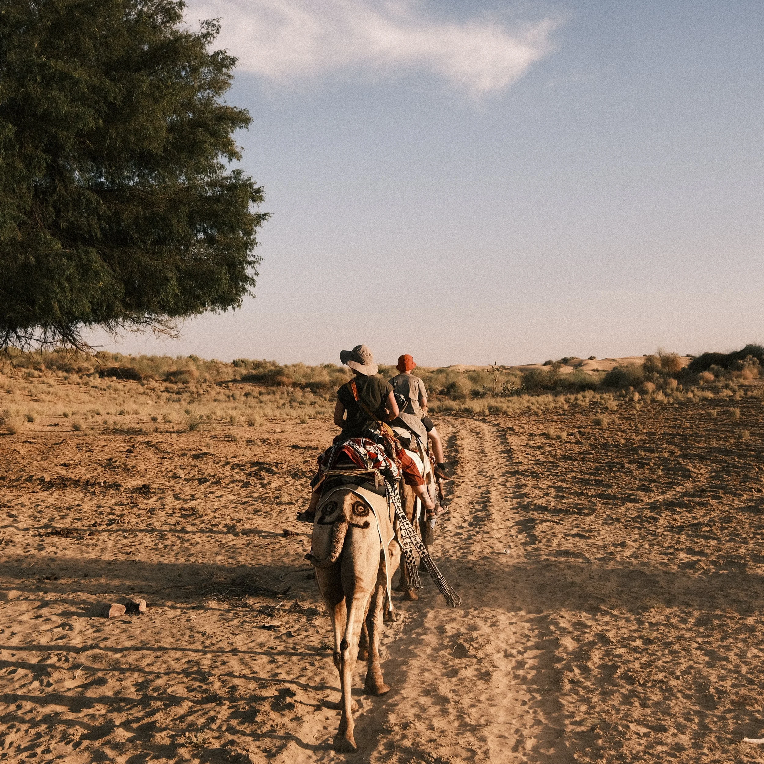 Persona sobre camello en Jaisalmer