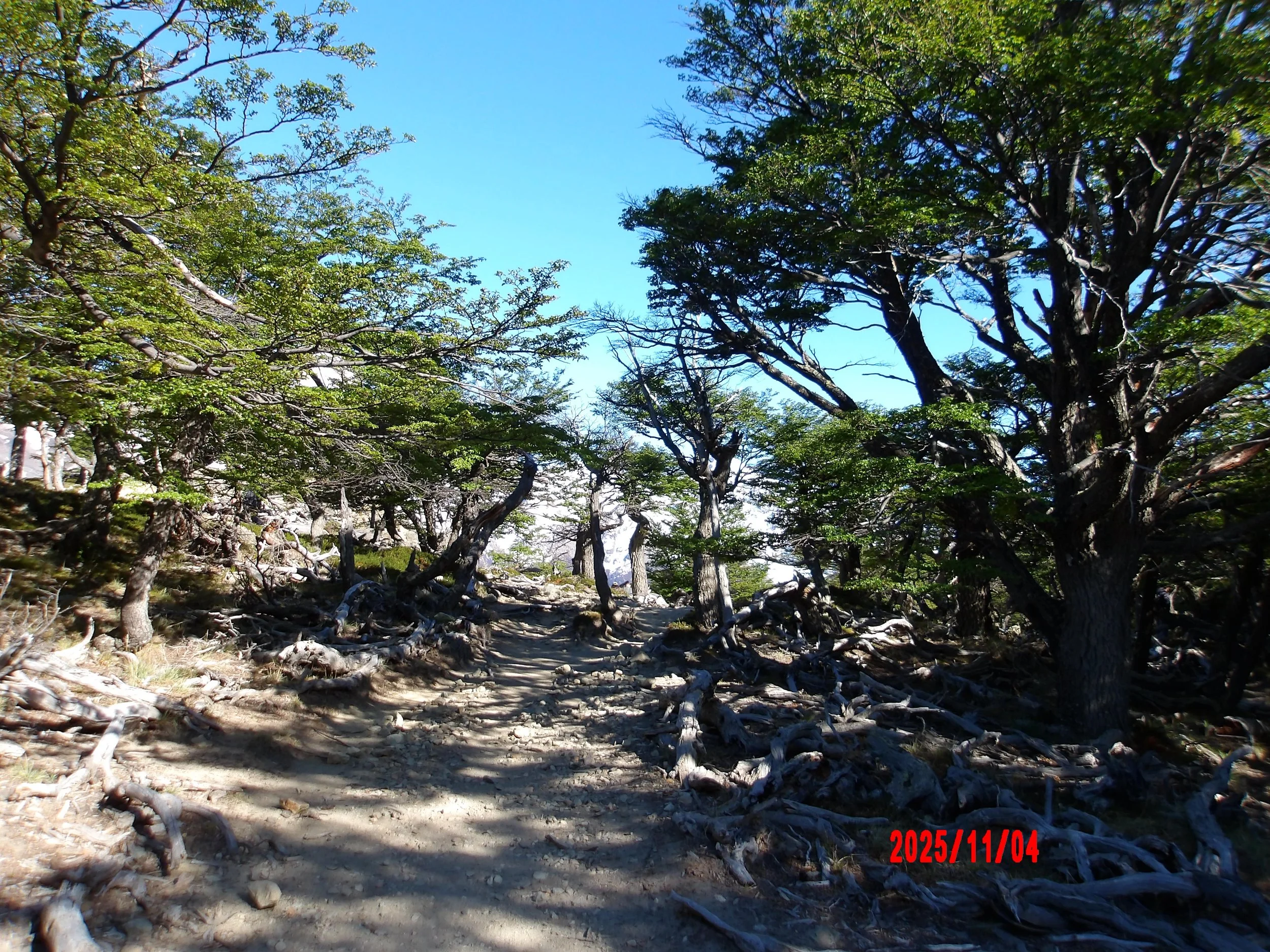 Sendero en un bosque, en Fitz Roy, en Patagonia, Argentina.