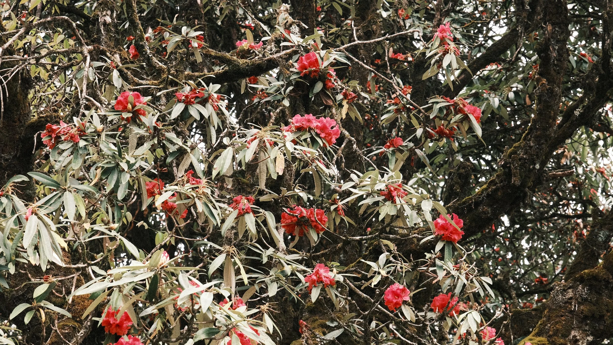 Rododendros floreciendo.