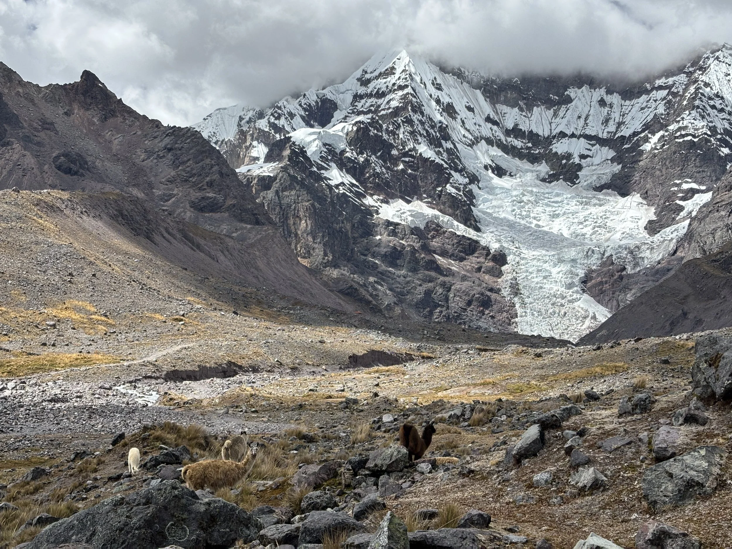 Paisaje rocoso en el Ausangate con alpacas y un glaciar al fondo.