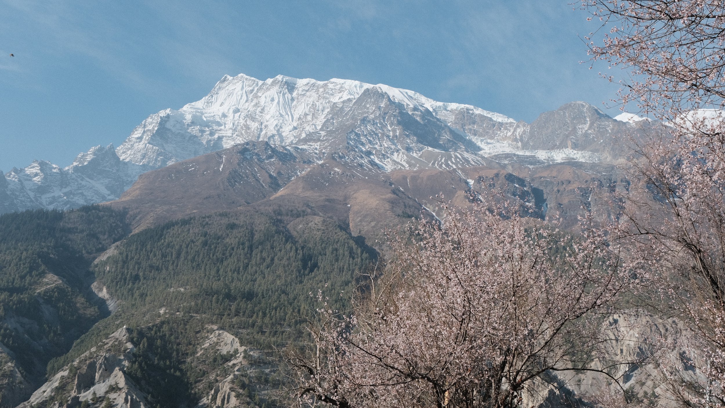 Árboles de cerezo en flor con montañas nevadas al fondo.