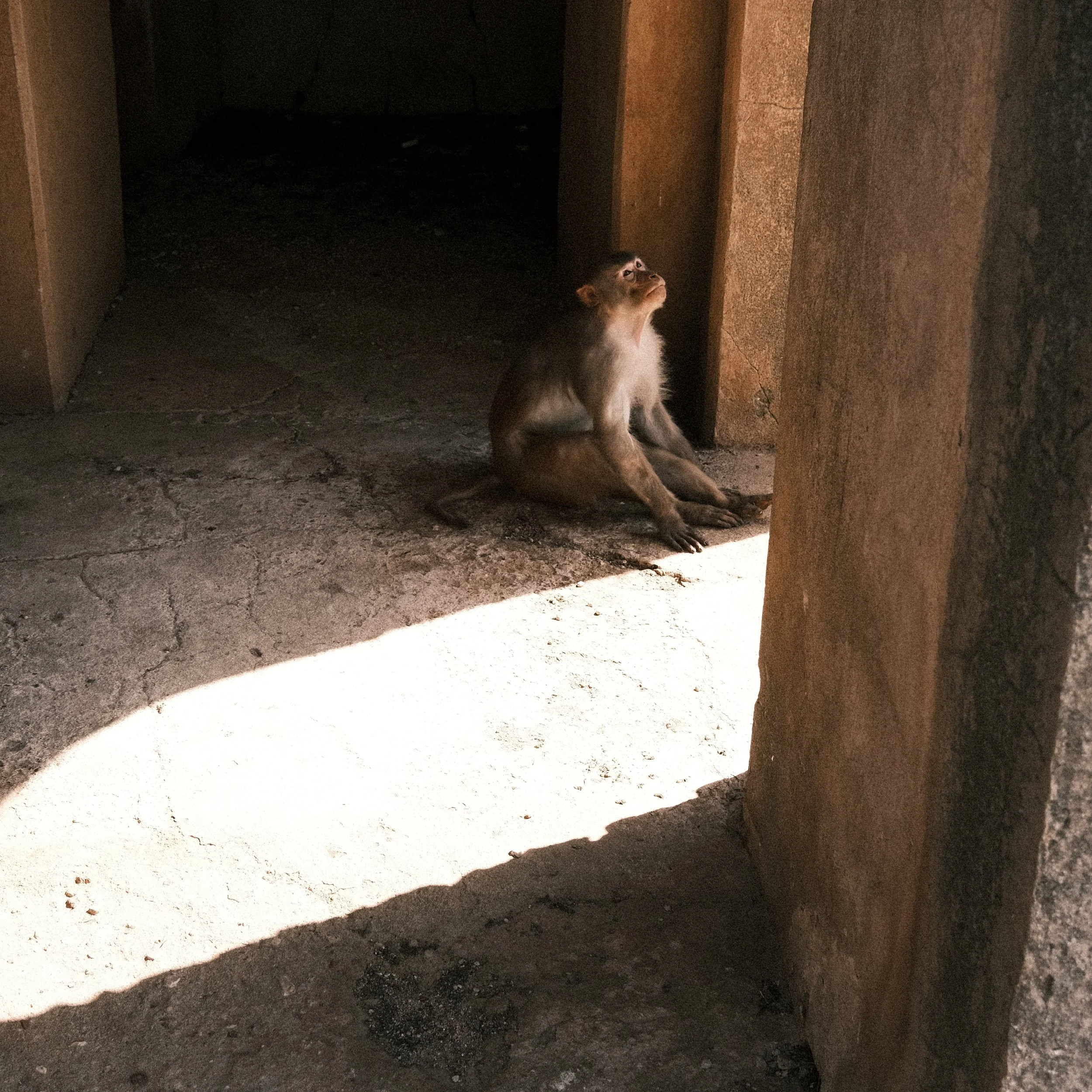 Mono sentado en la India, en la muralla de Amer.