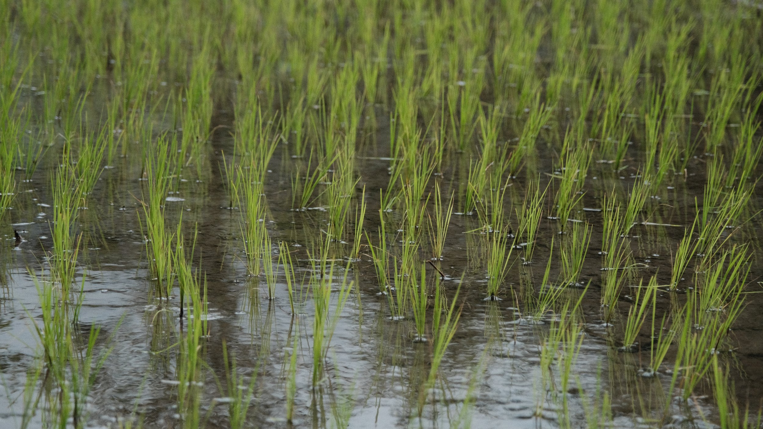 Plantación de arroz.