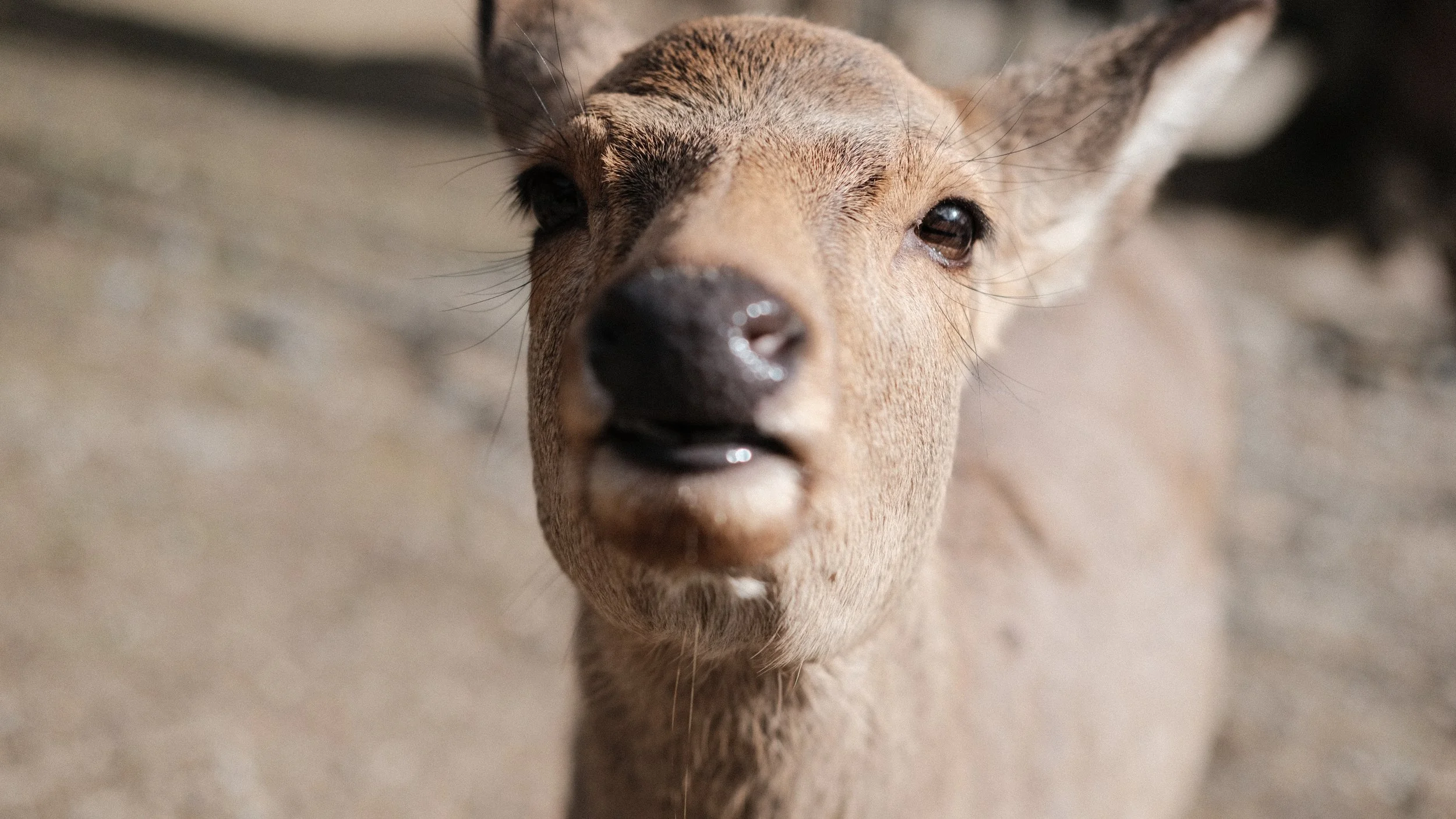 Un ciervo saludando en el parque de Nara.