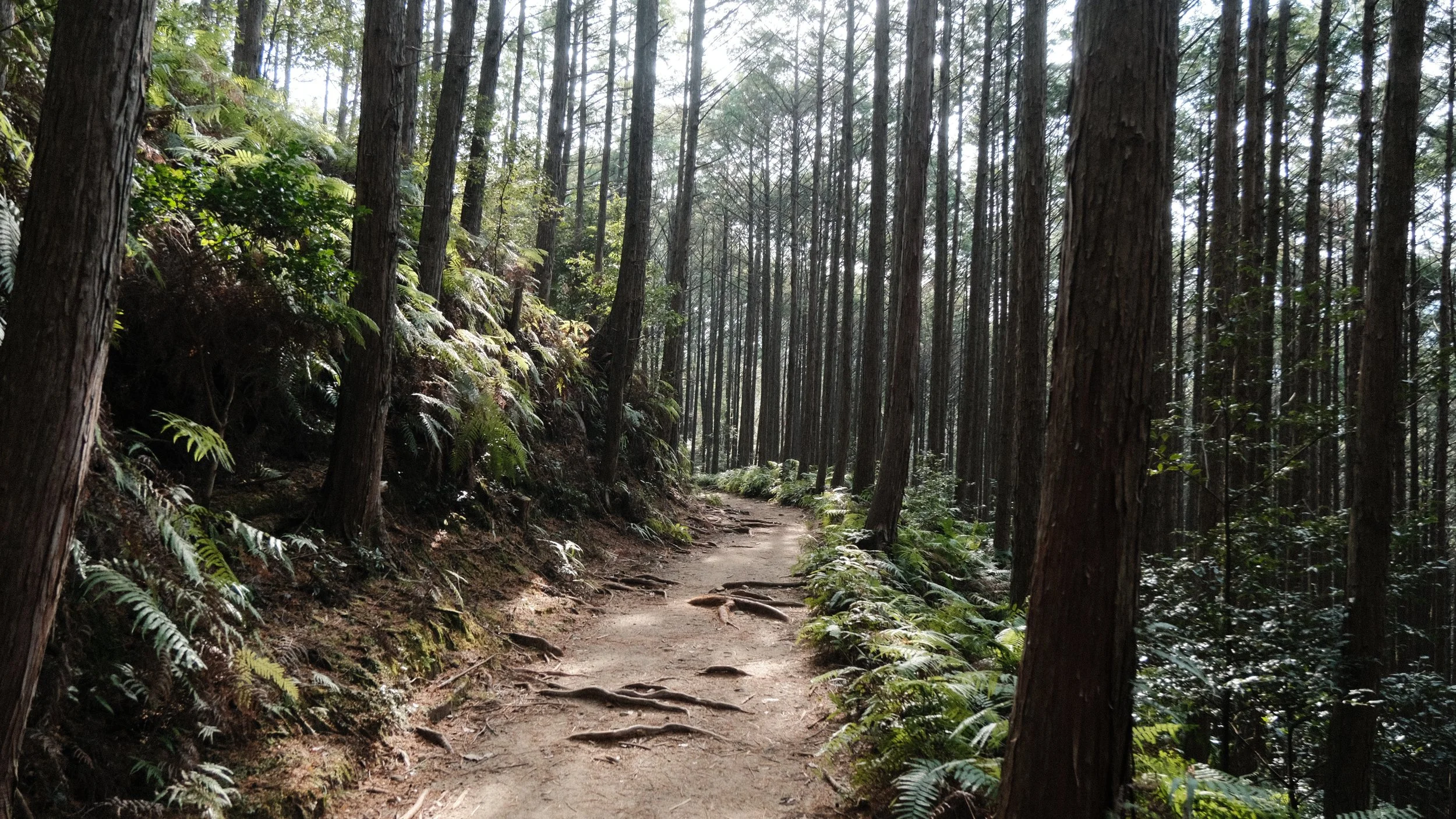 Sendero en el Kumano Kodo.