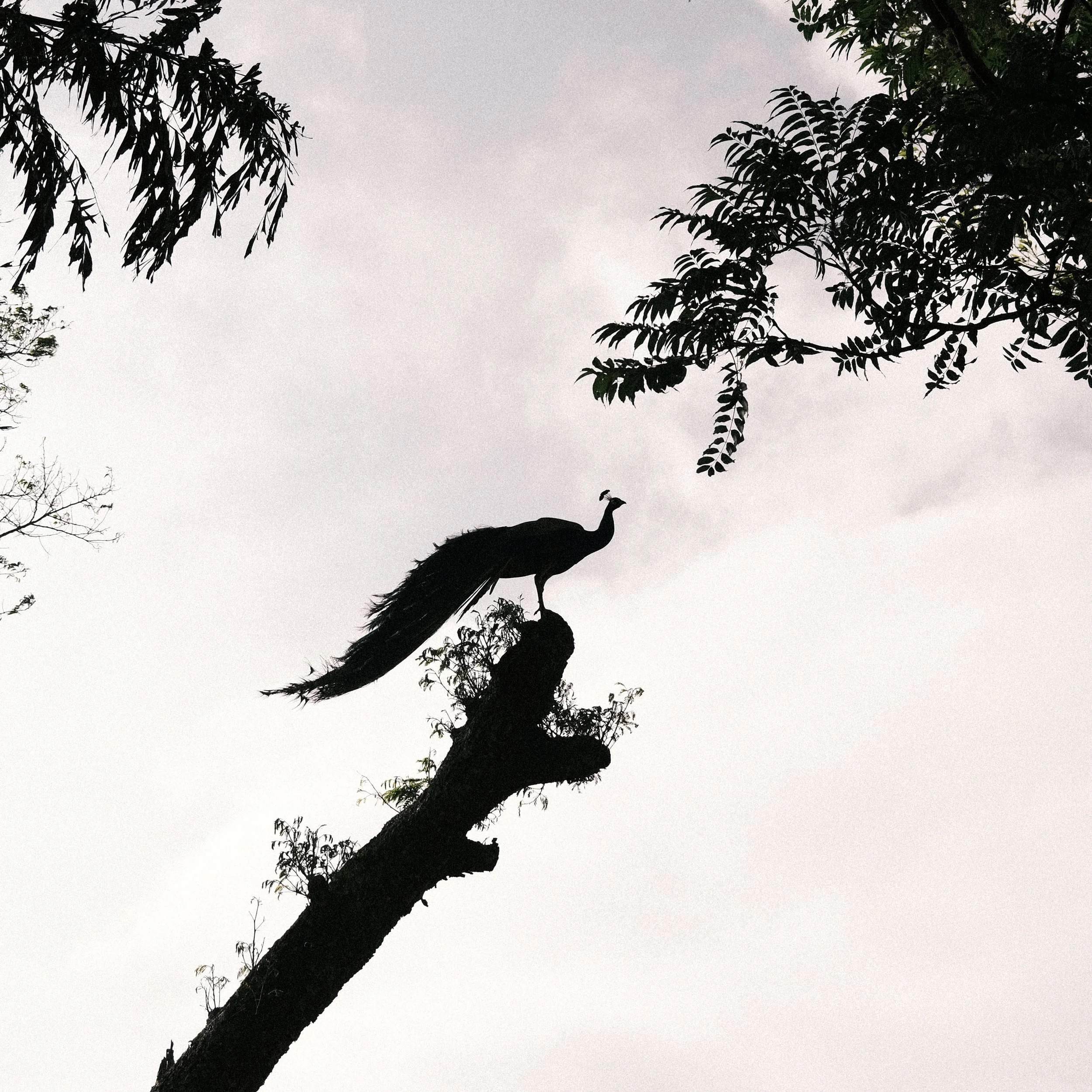 Pavo real en Sri Lanka