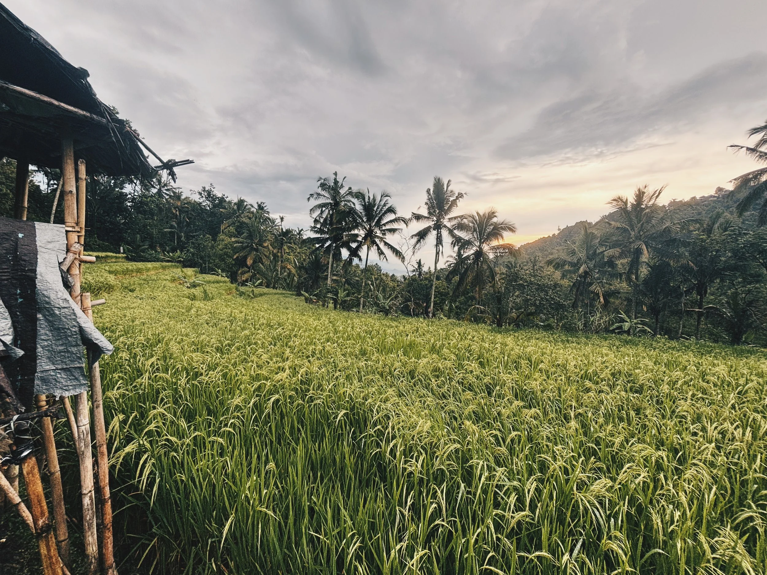 Cultivo de arroz en Bali.