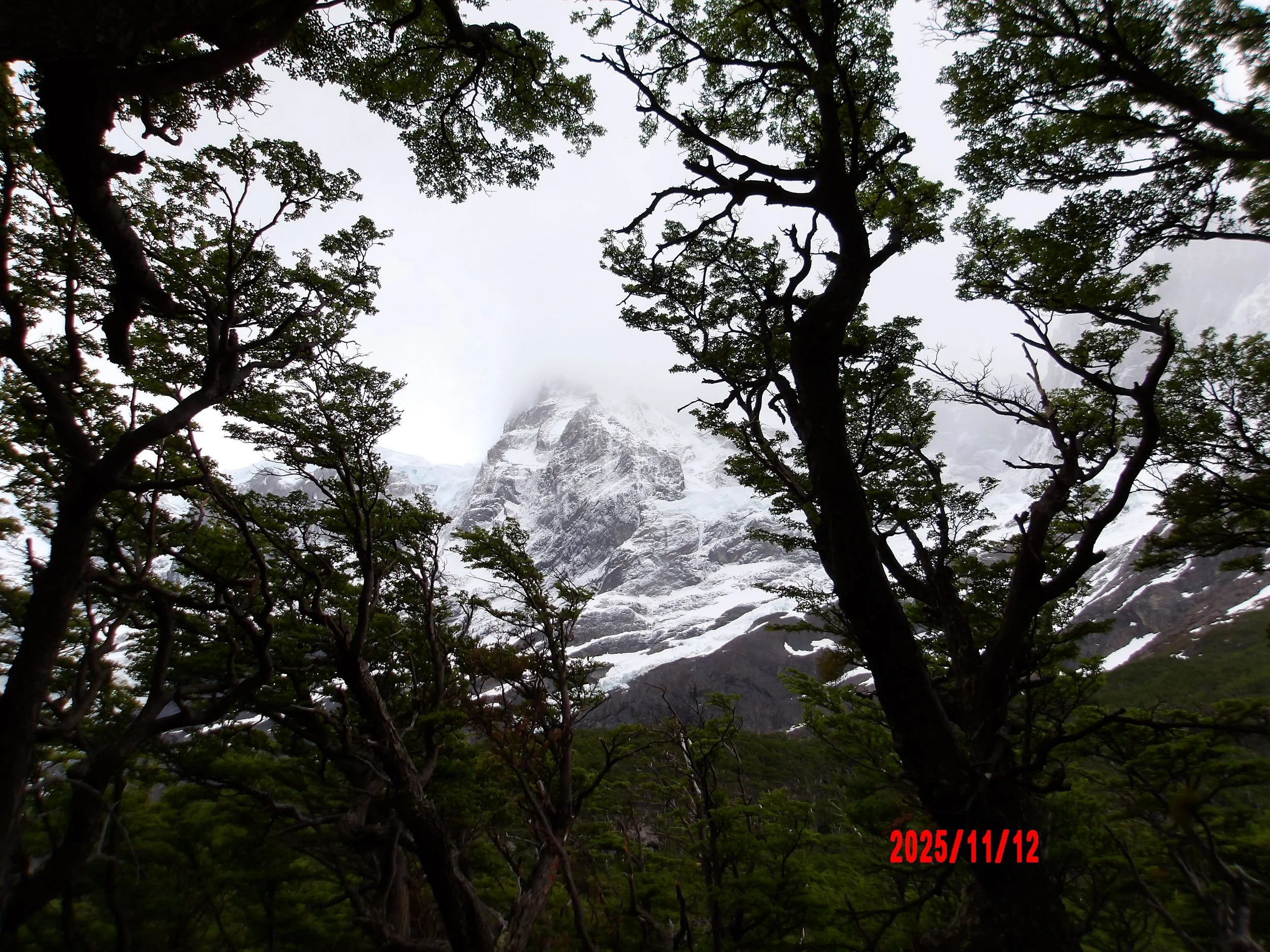 Árboles con glaciar al fondo en Torres del Paine, Patagonia, Chile.