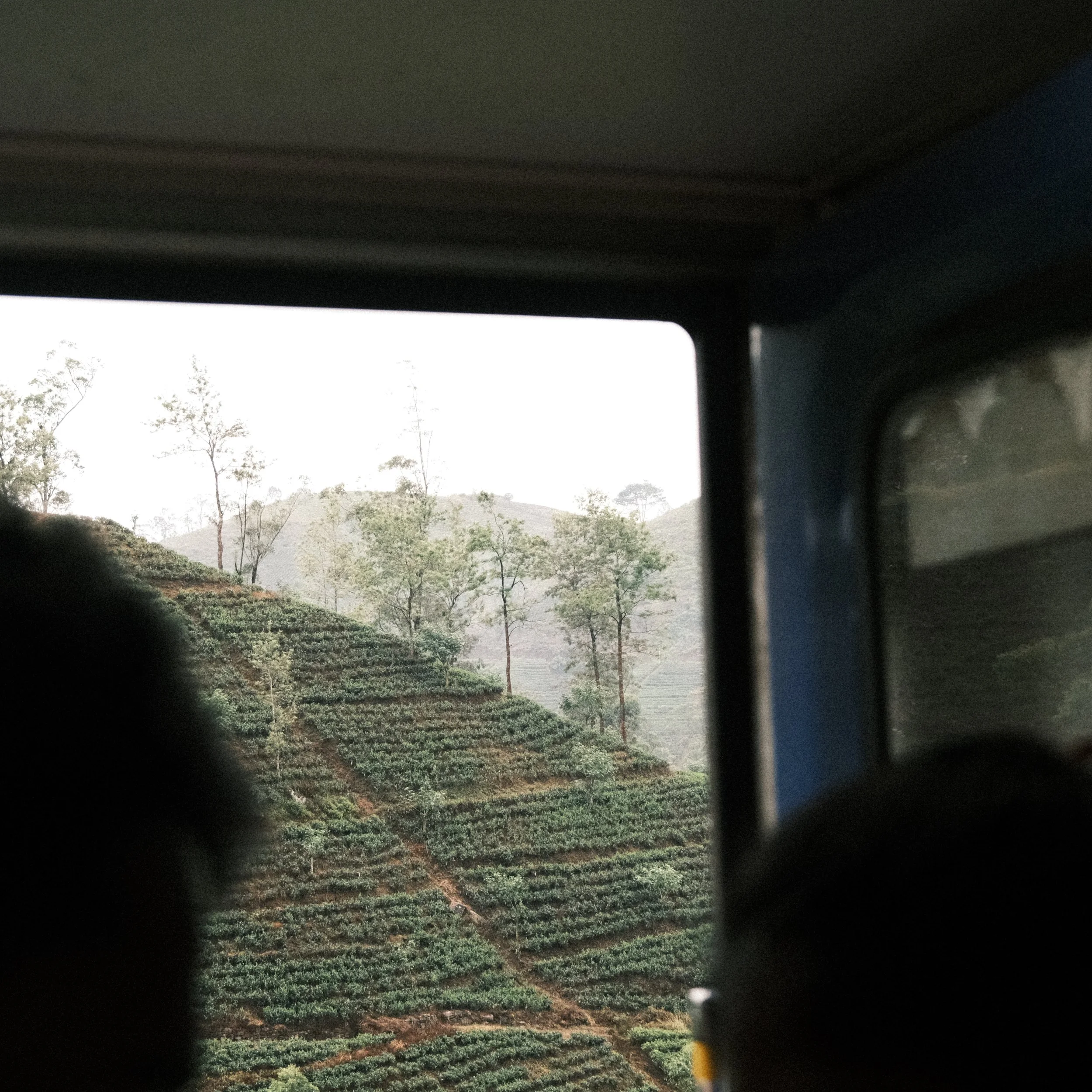 Cultivo de té en Sri Lanka desde el tren entre Ella y Kandy