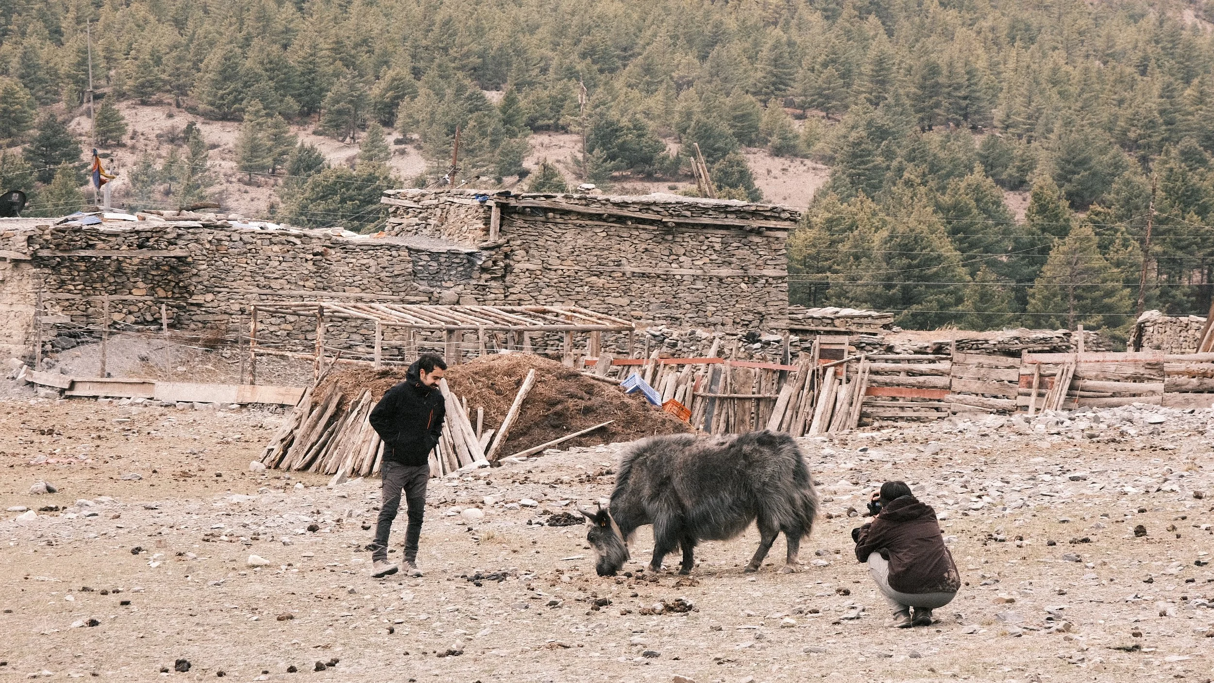 Personas con un yak en Nepal.