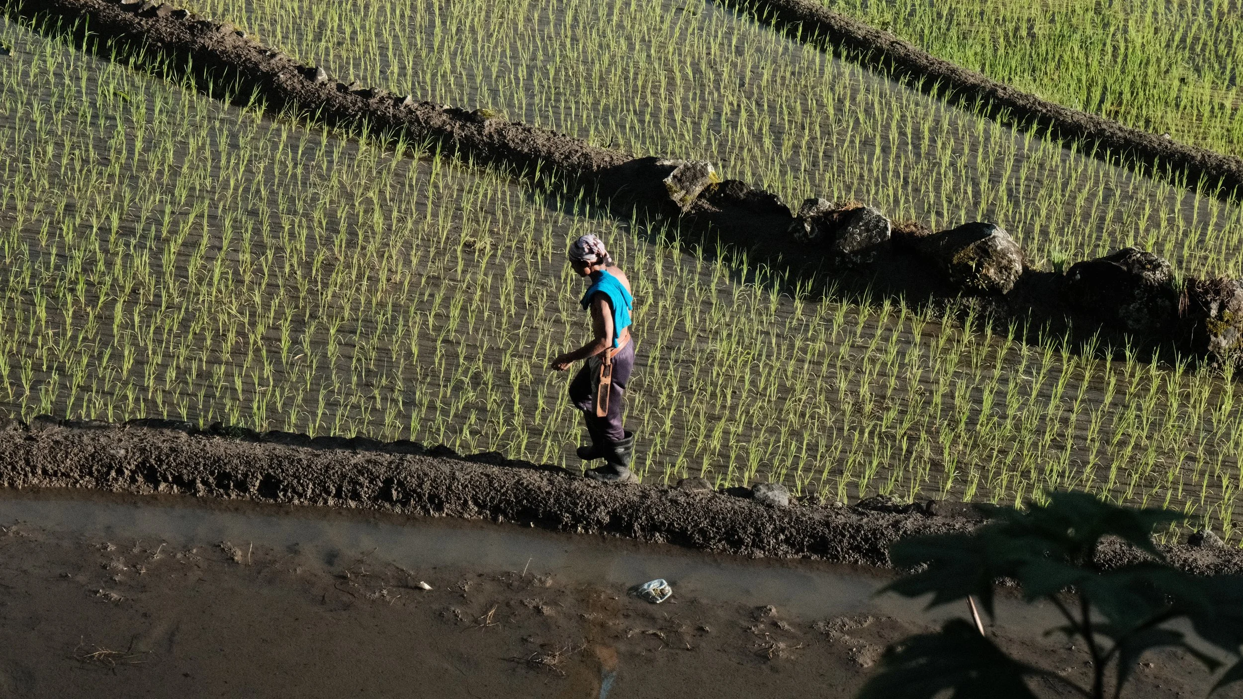 Hombre caminando sobre los arrozales en Batad
