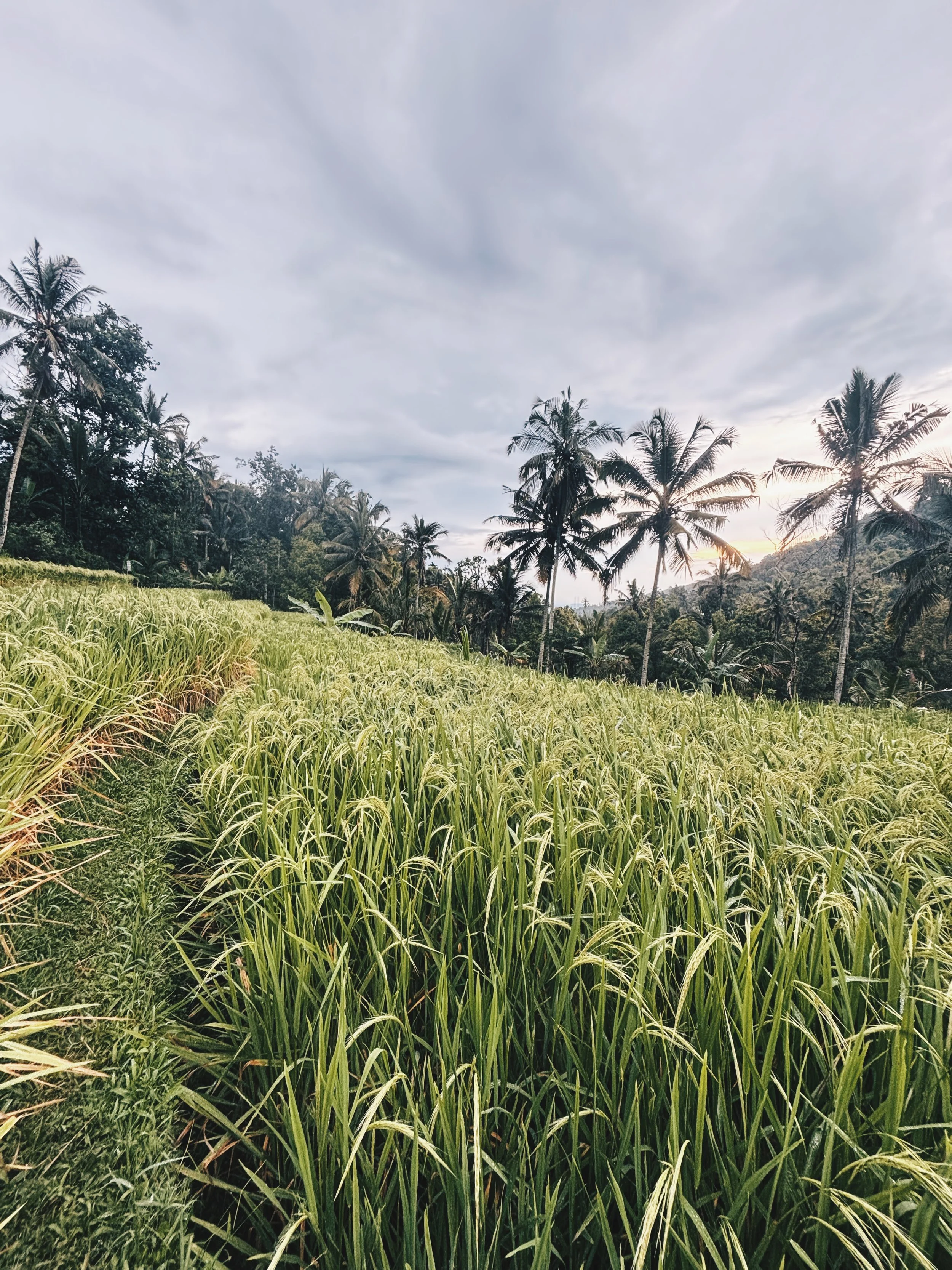 Cultivo de arroz en Bali.