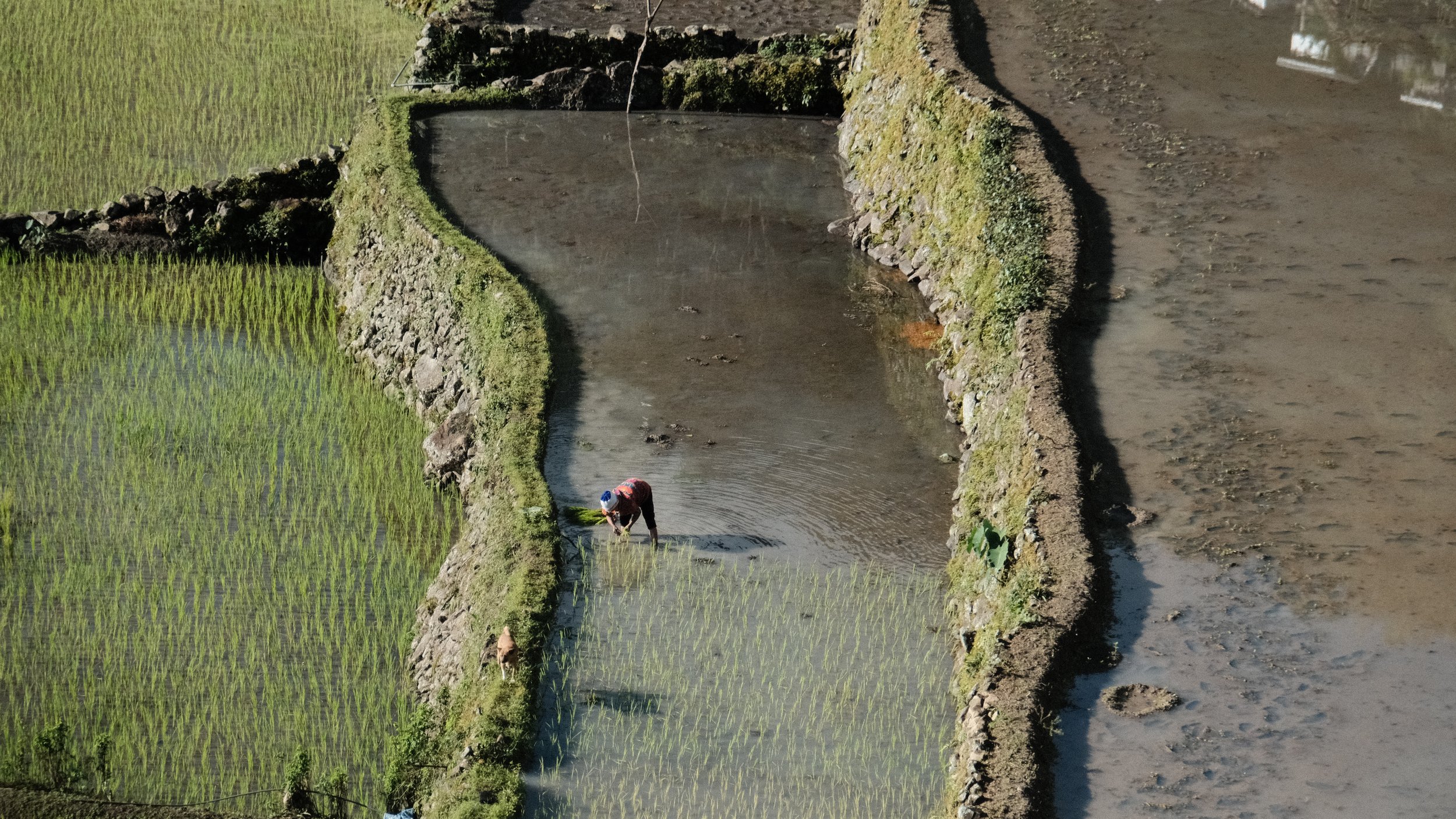 Persona trabajando en las terrazas de arroz de Batad en las Filipinas.