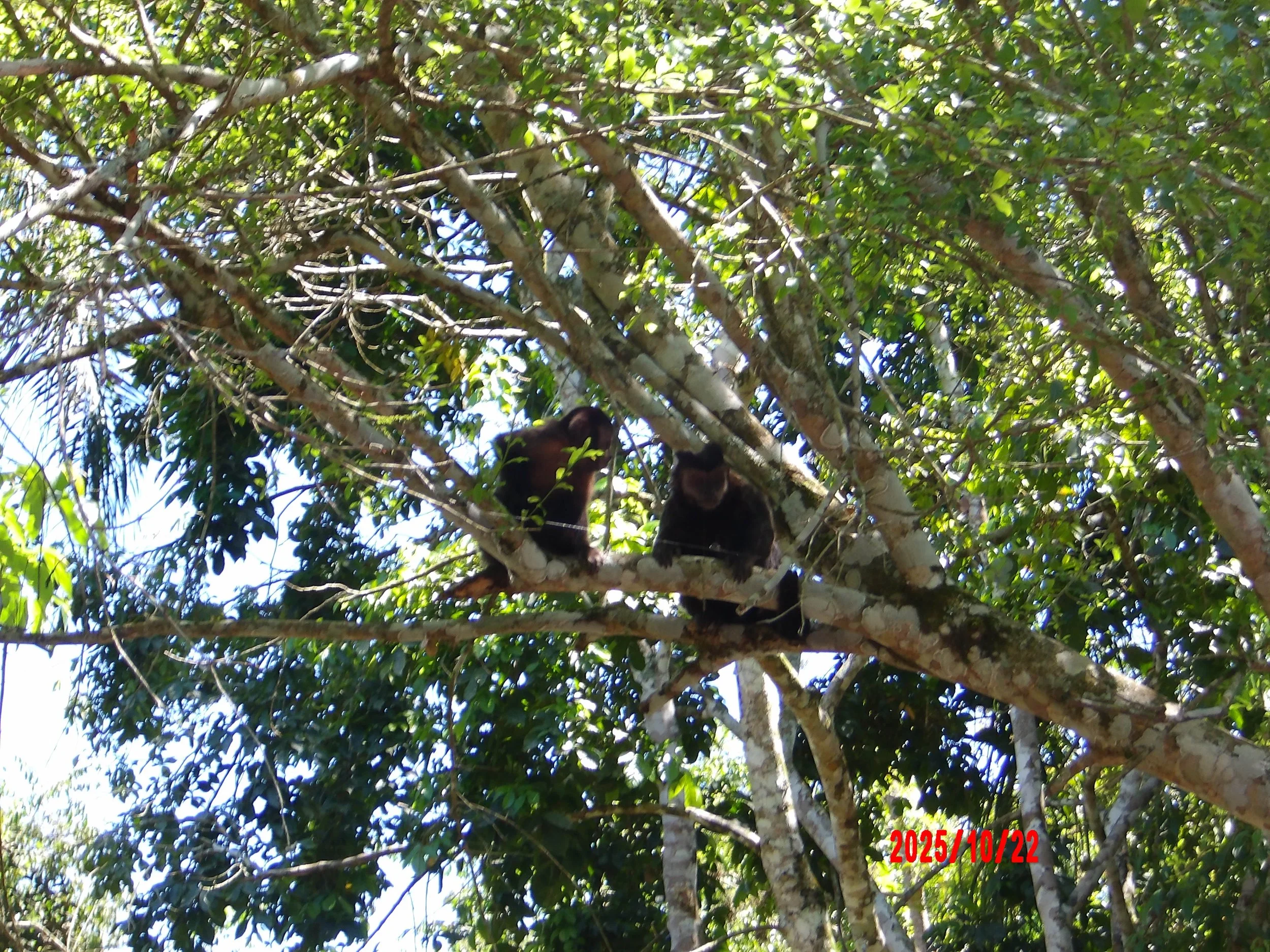 Monos sobre un árbol en las Cataratas de Iguazú en Argentina.