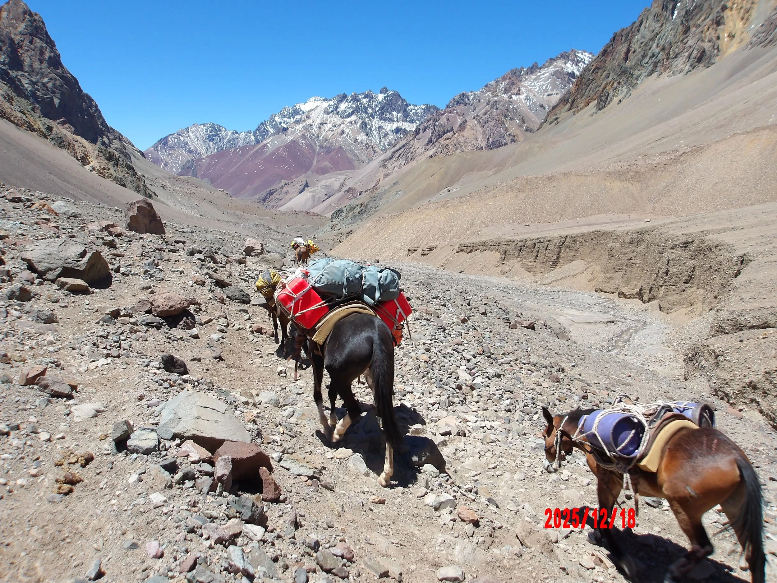 Mulas cargando cosas.