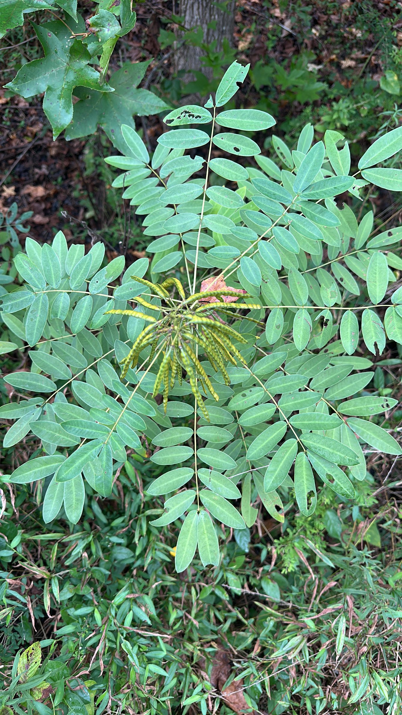 Maryland Senna (Senna marilandica)