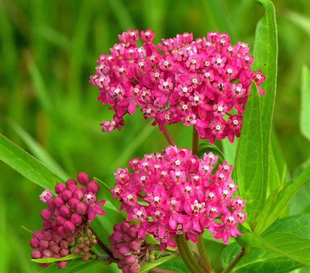 swamp+milkweed.jpg