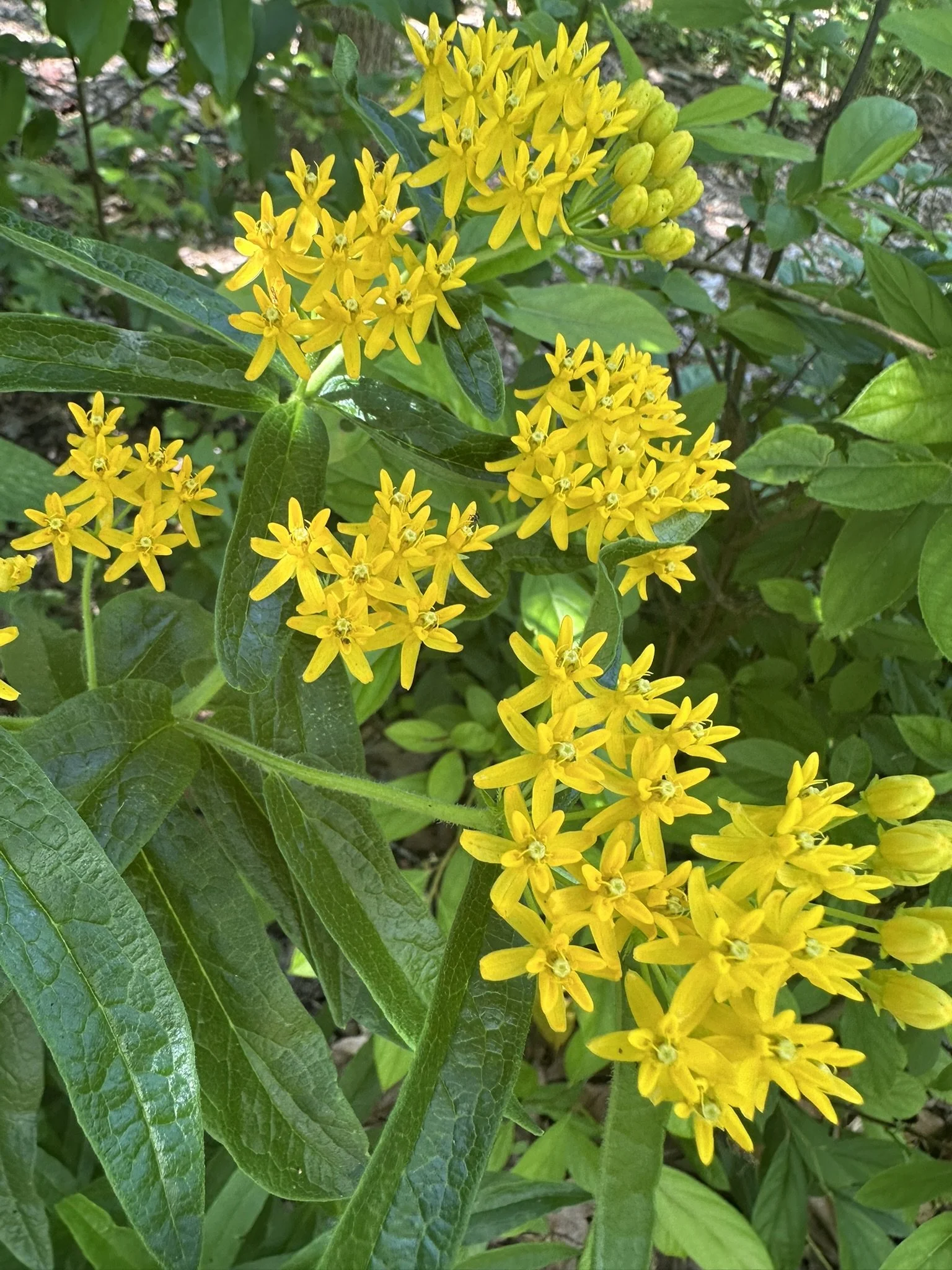 Butterfly Weed (Milkweed)