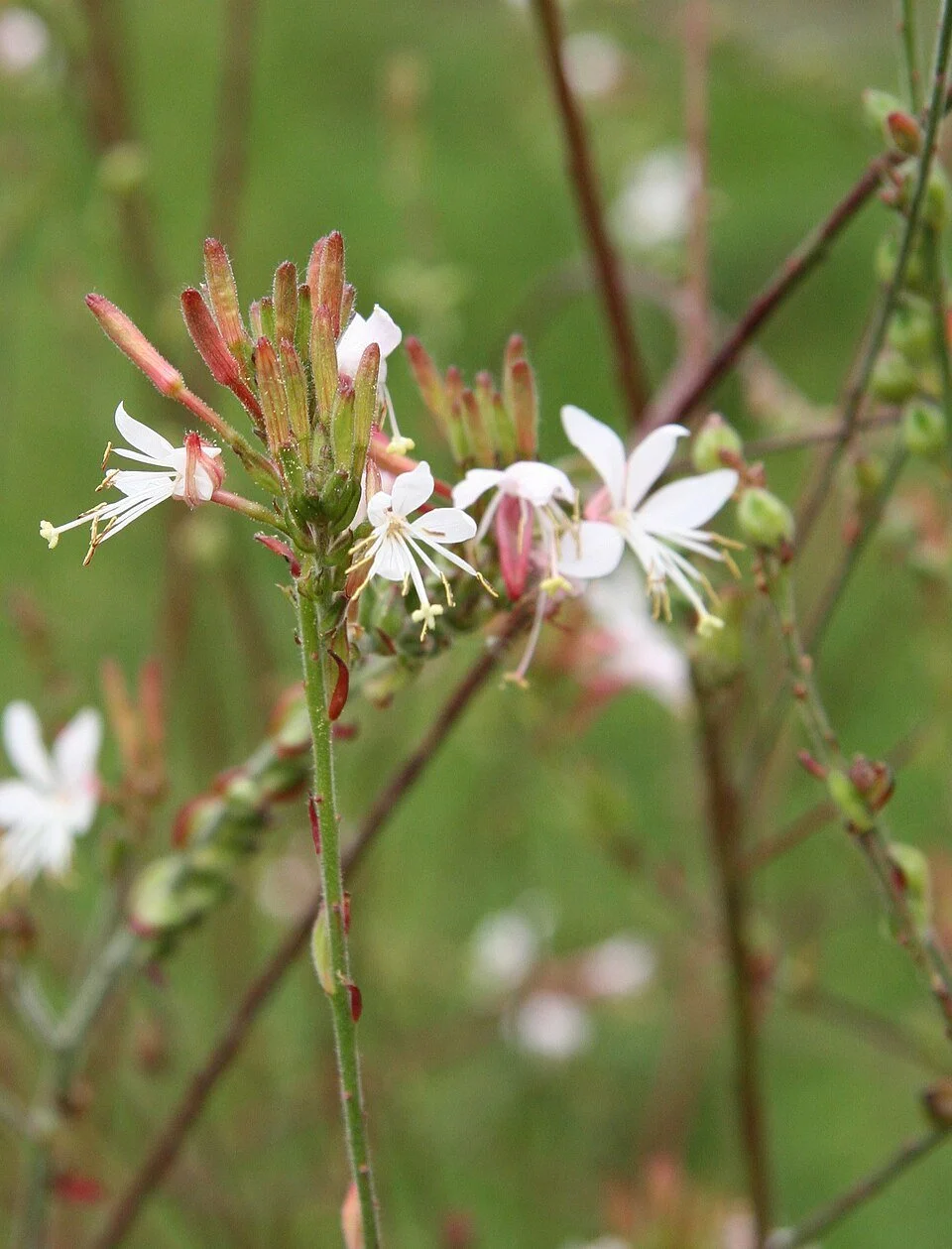 Biennial Gaura (Oenothera guara)