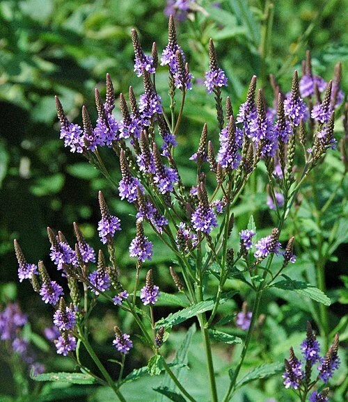 Blue vervain (Verbena hastata)