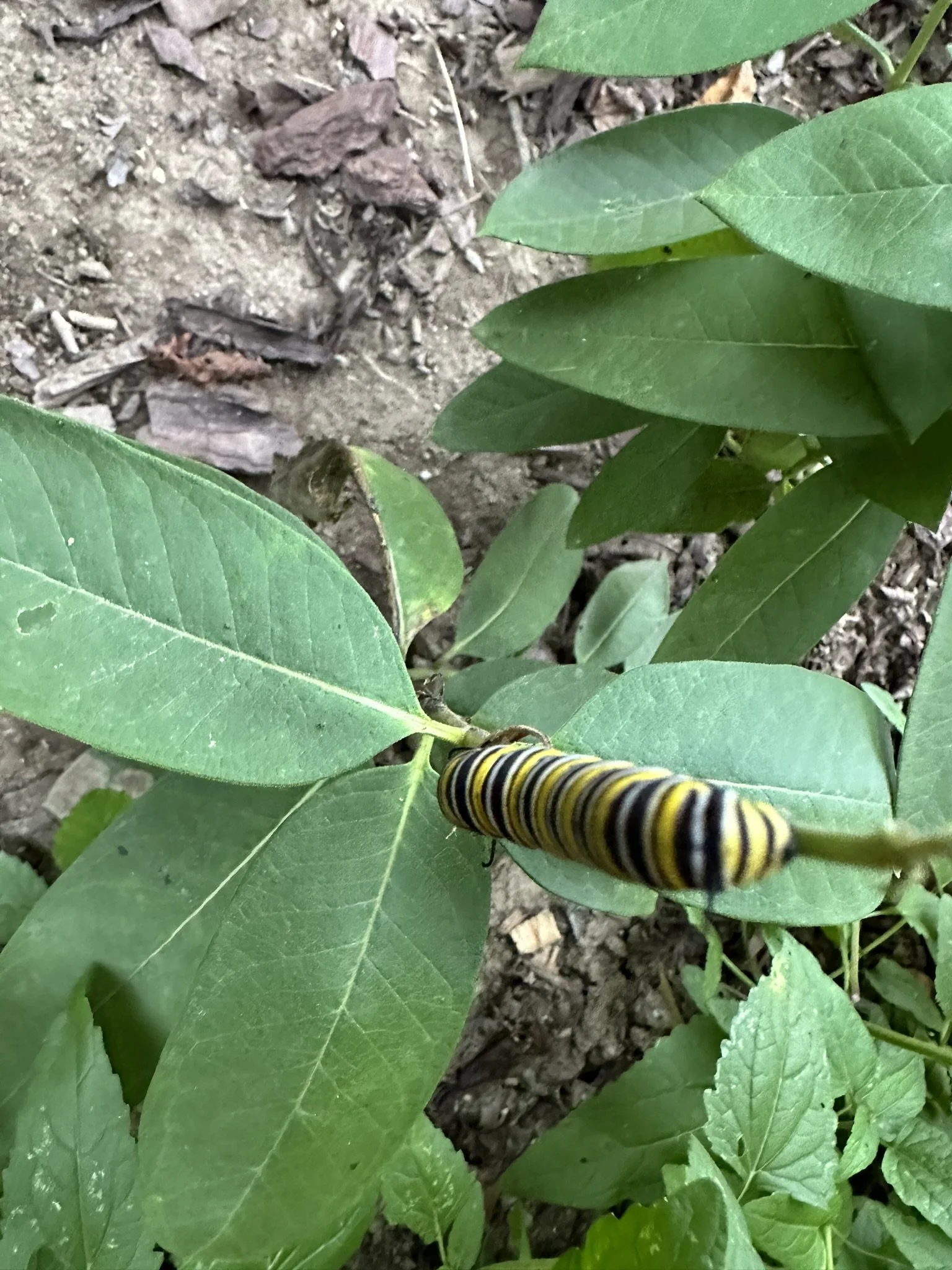 Common Milkweed