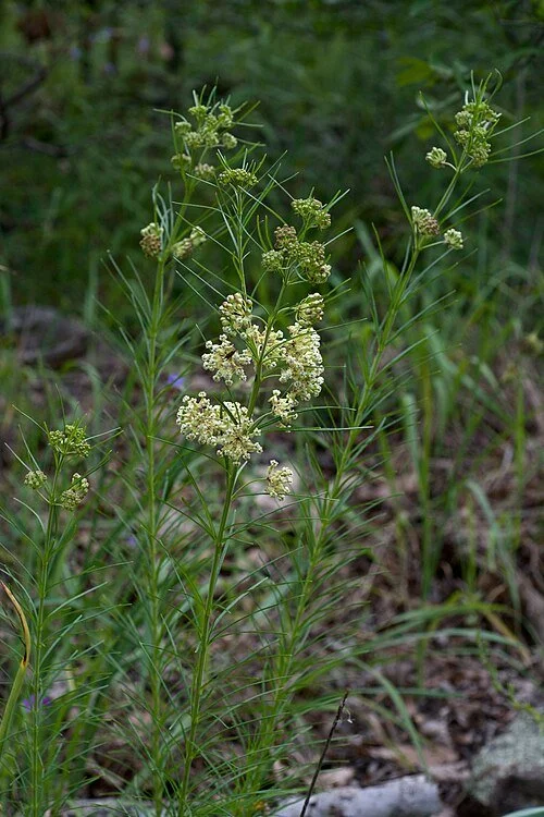 Whorled Milkweed (Asclepias verticillata)