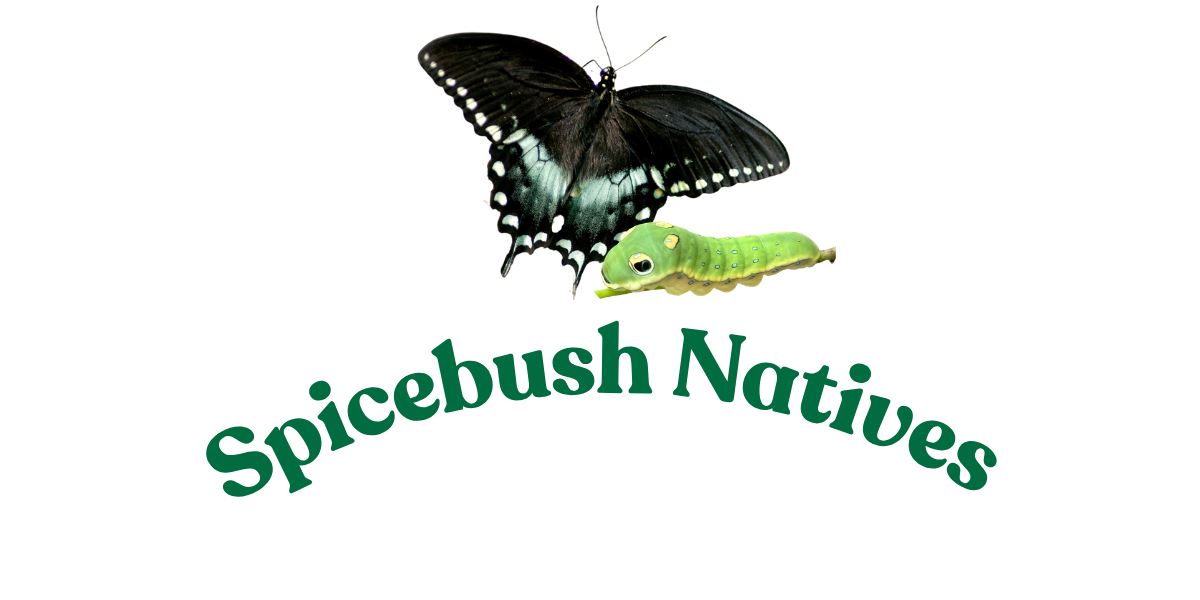 Spicebush Native Plants - Stafford, VA