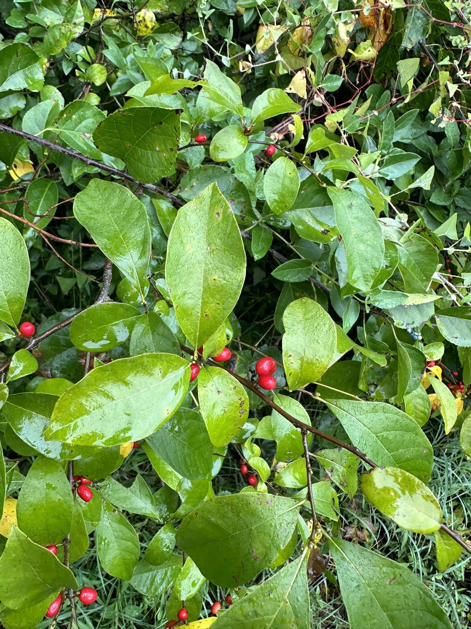 Spicebush (Lindera benzoin)