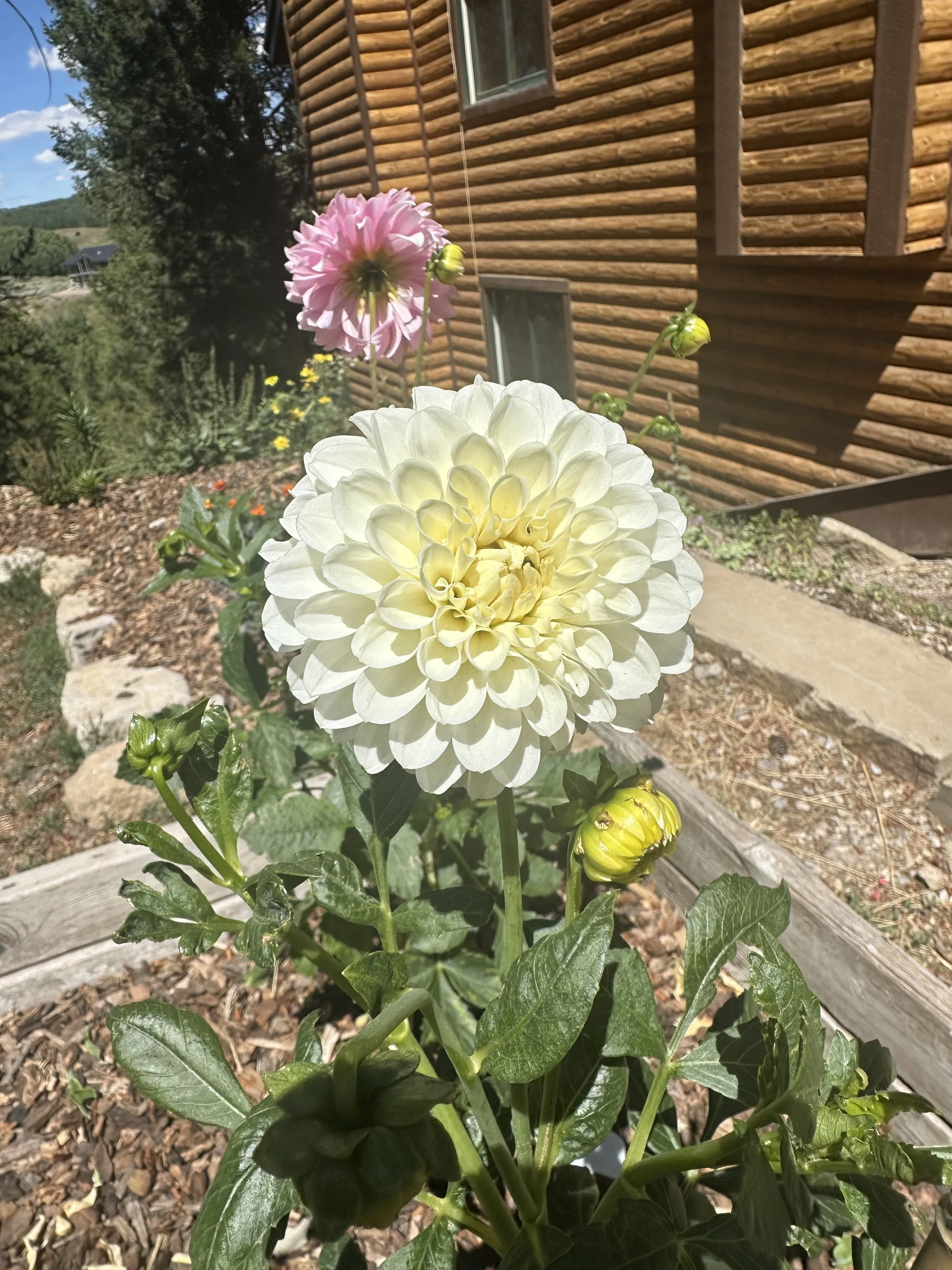 Dahlia2.jpeg