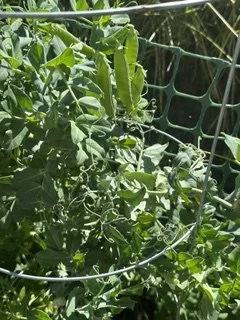 IMG_5709.jpeg