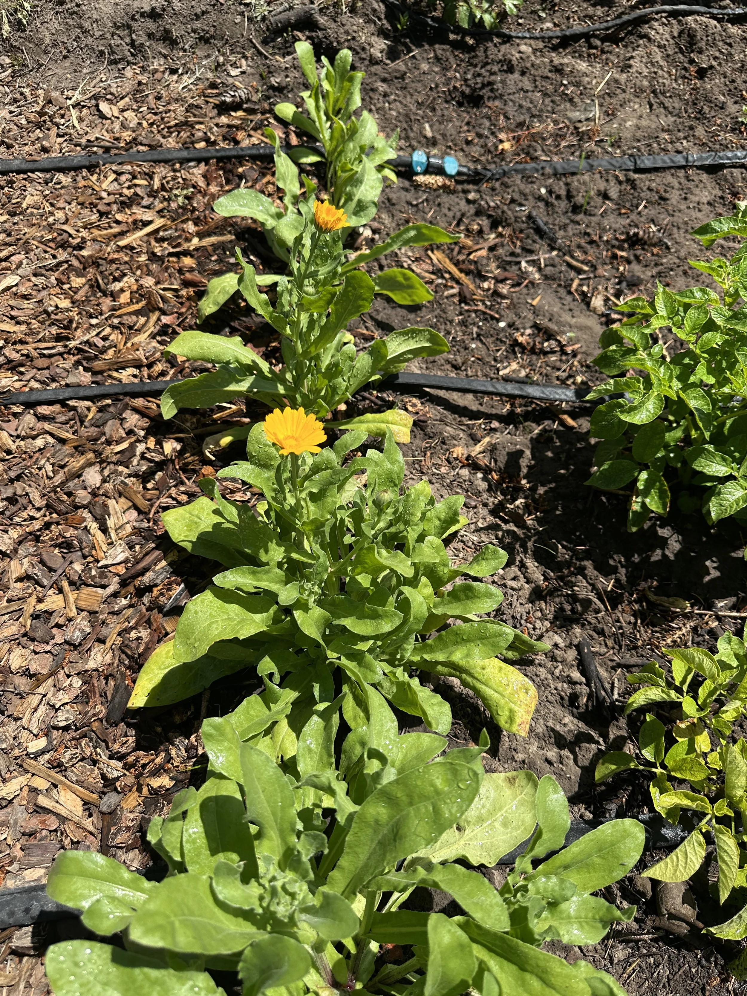 Young Calendula.jpeg