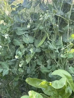 IMG_5711.jpeg