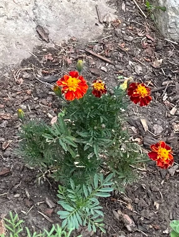 Marigold 3.jpeg