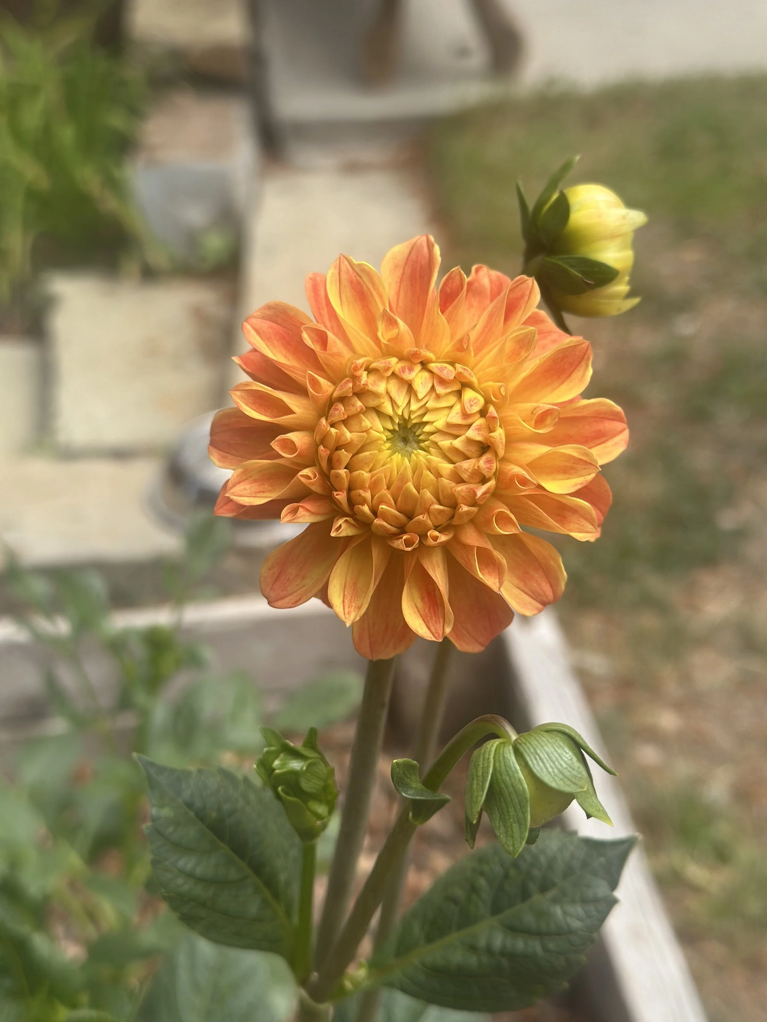 Dahlia3.jpeg