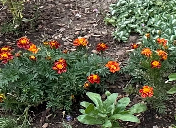 Marigold 1.jpeg